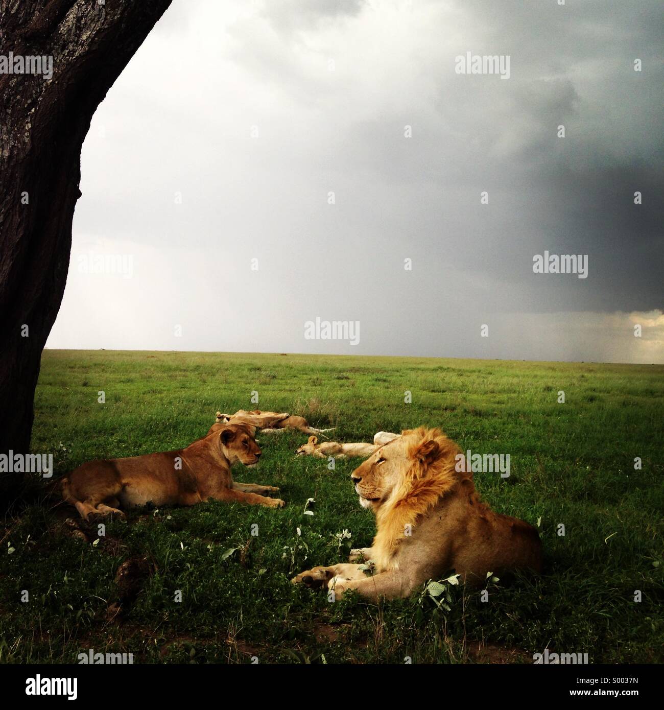 Familia de leones acostados en el césped del parque nacional del Serengeti, Tanzania , con la lluvia a punto de comenzar. Foto de stock