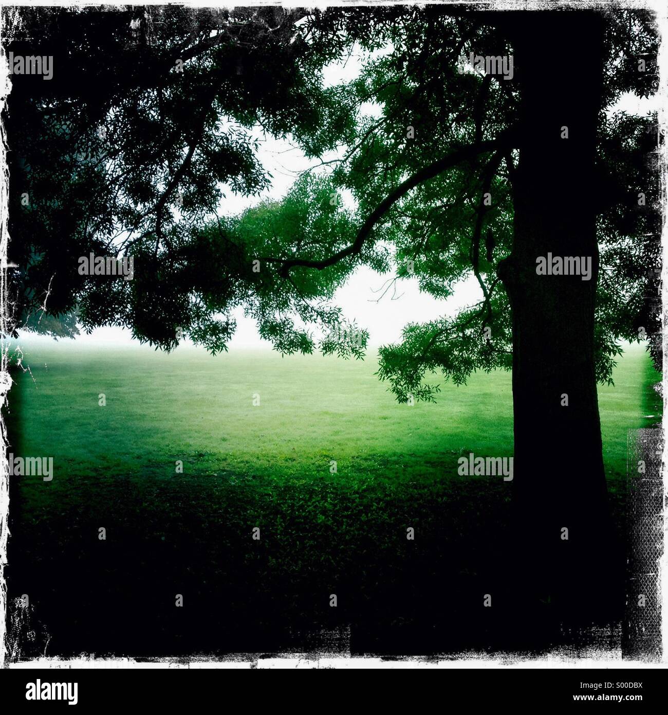 Fotografía en color de alto contraste de la vieja encina en un parque. Formato cuadrado. Londres, Gran Bretaña. Foto de stock