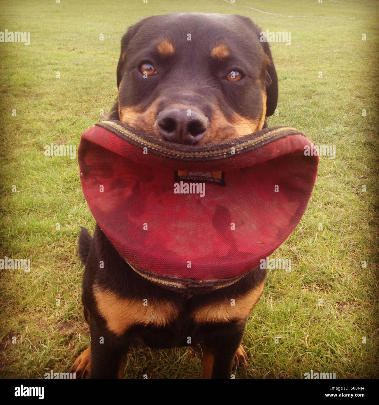 Perro con una boca grande Fotografía de stock - Alamy