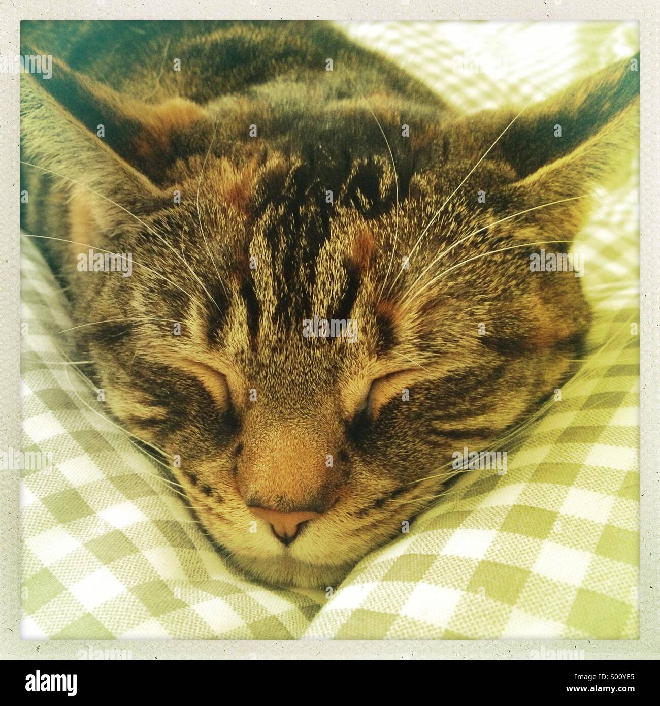 Dormir gato atigrado Foto de stock