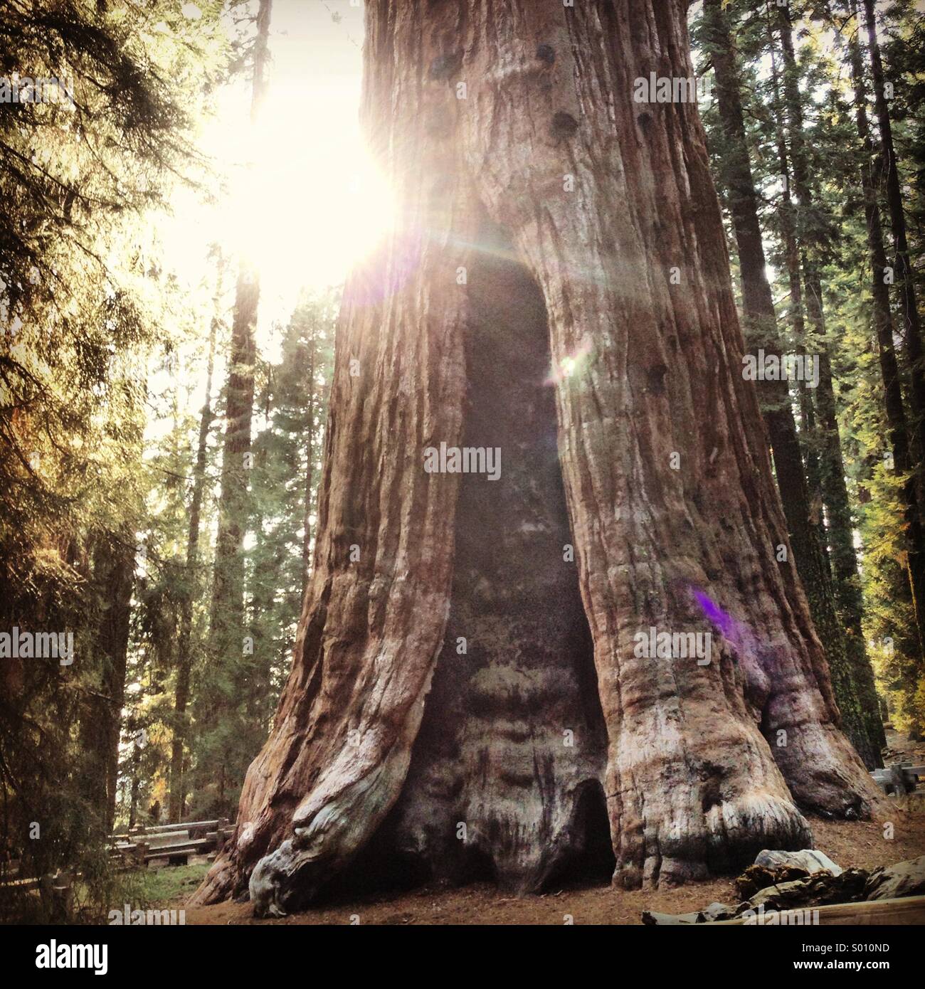 General Sherman Tree Foto de stock