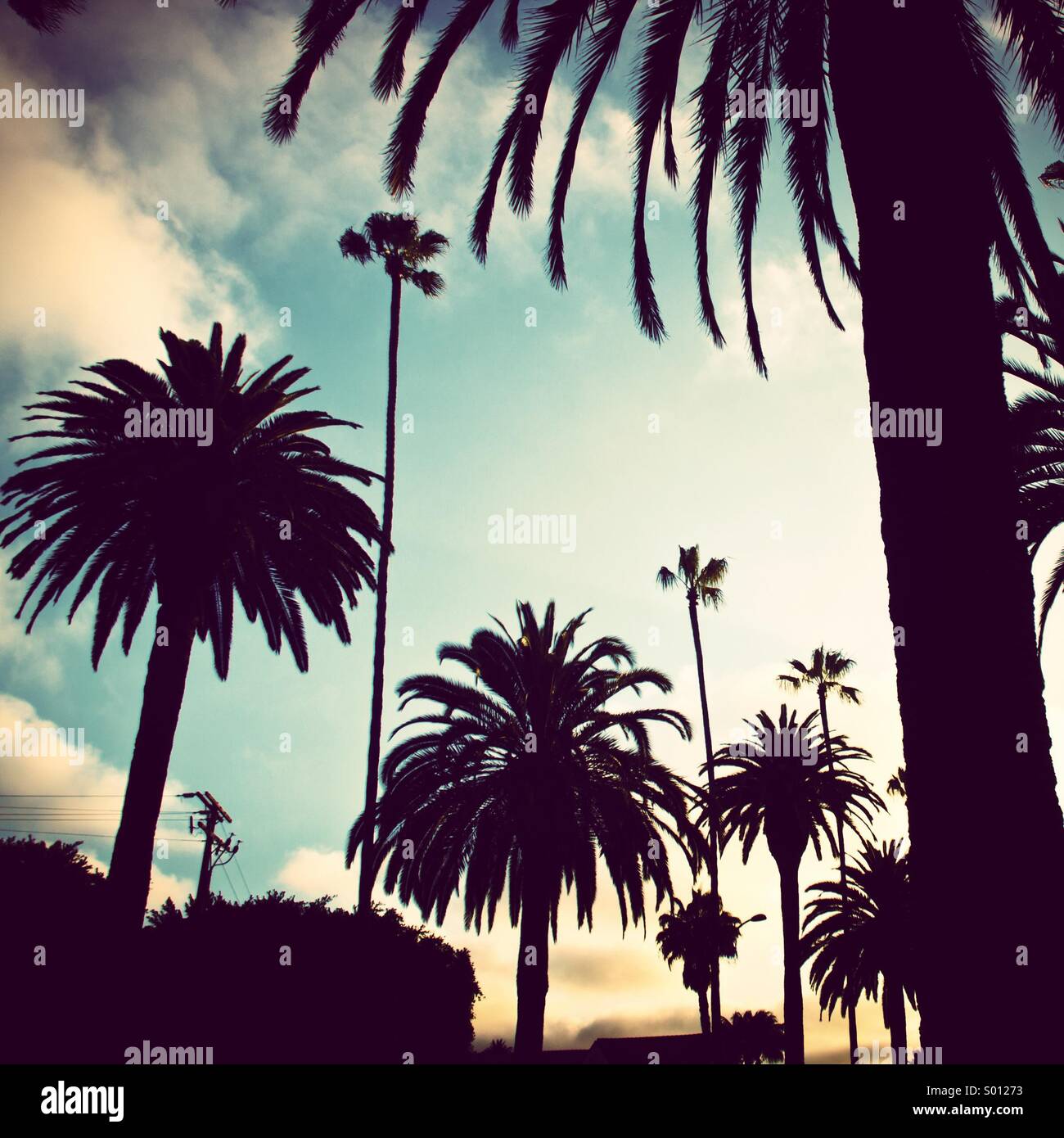 Palmeras en silueta. Beverly Hills, California. Foto de stock