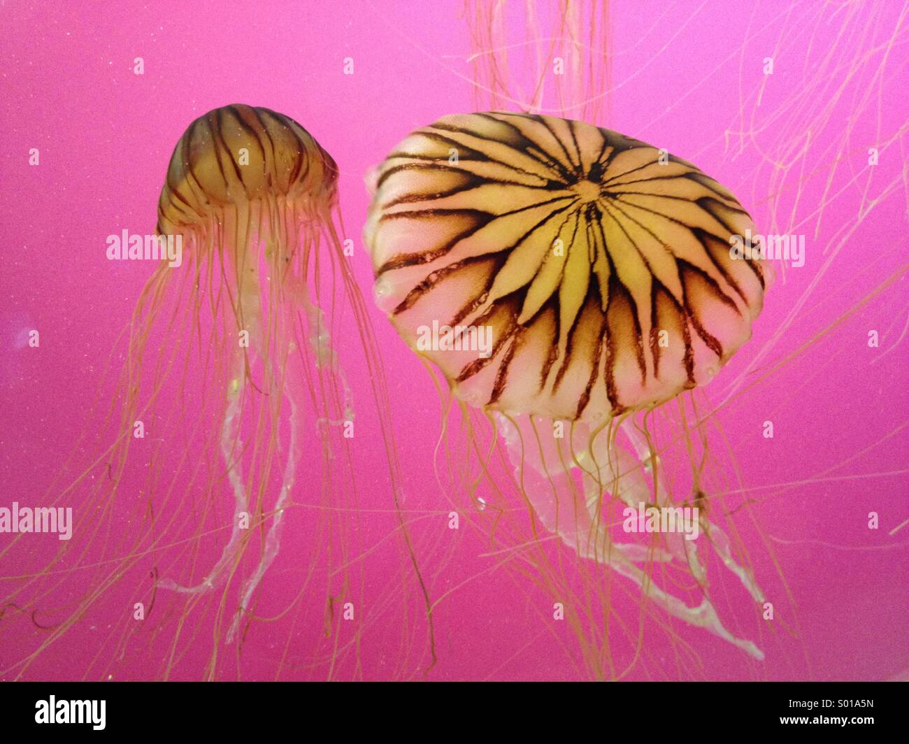 Medusas nadando en un tanque con una pantalla de luz rosa Foto de stock