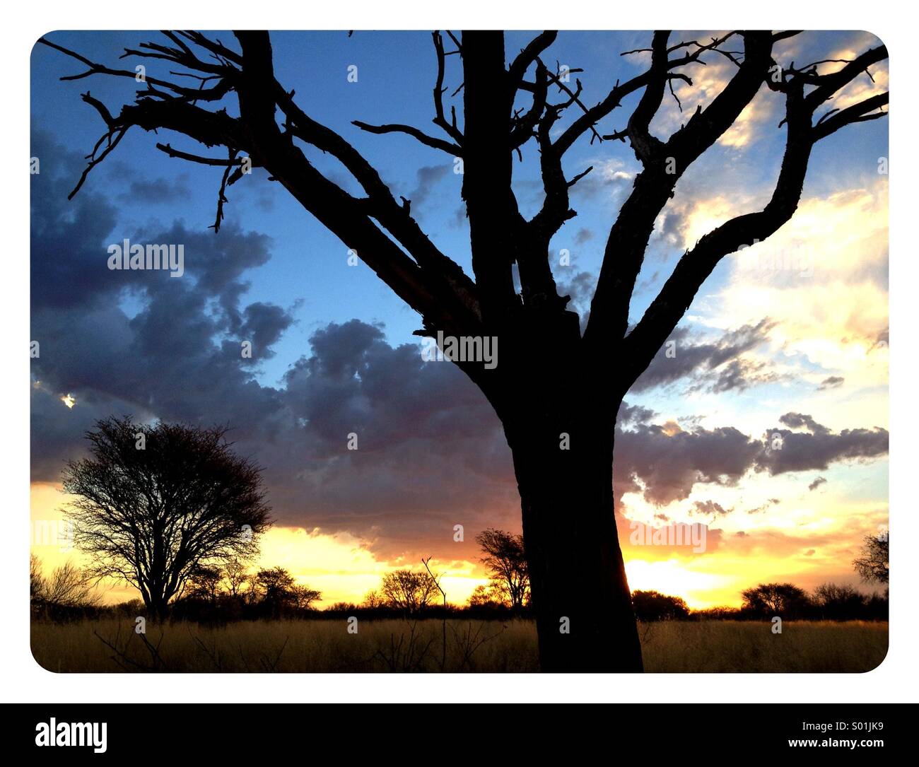 Golden sunset del bush africano con un típico paisaje de sabana arbolada sabana y silueta espinos Foto de stock