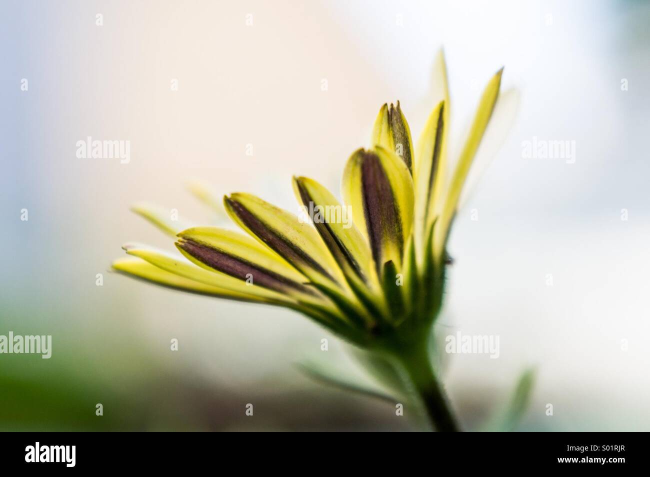Flor Foto de stock
