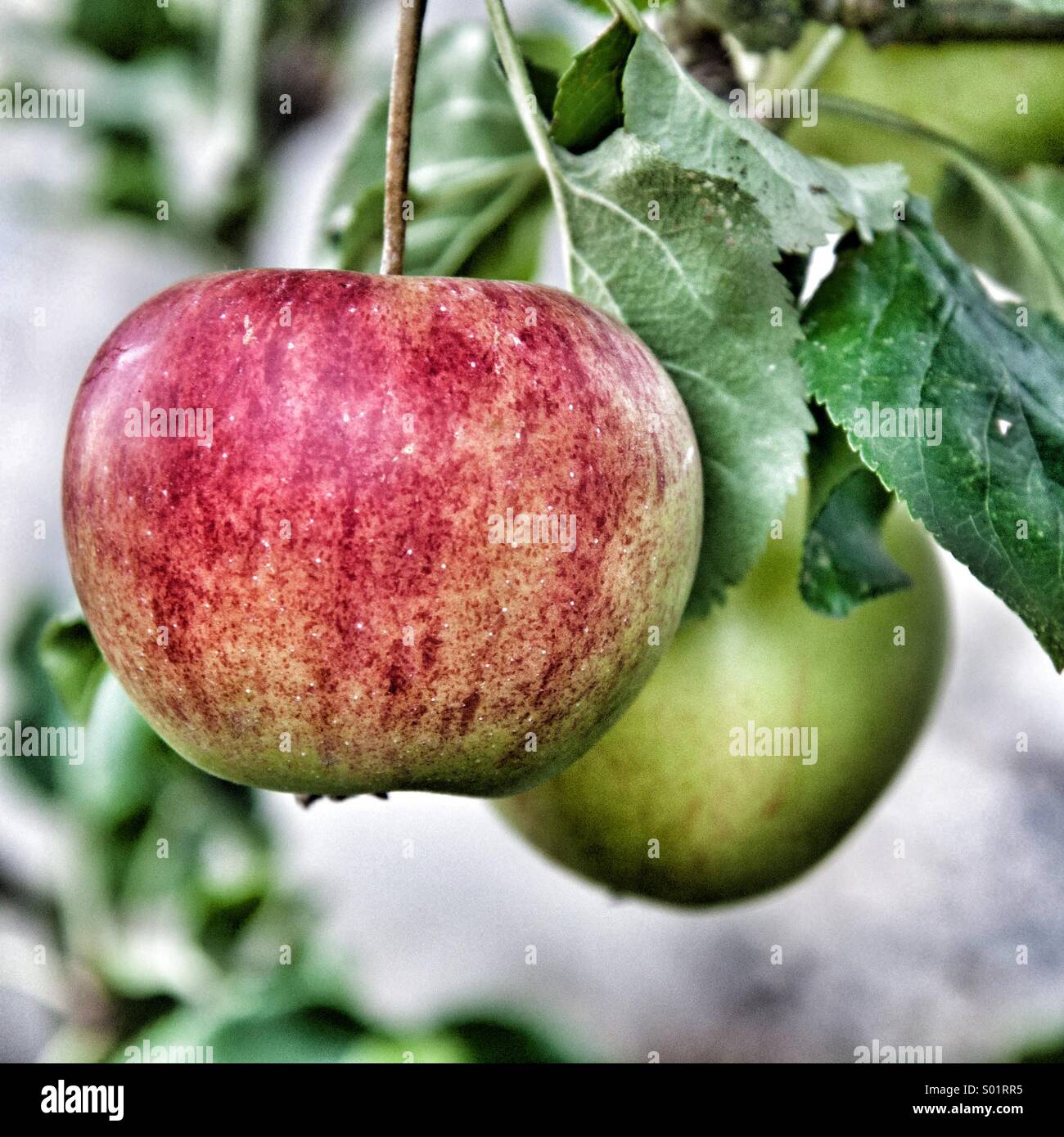 Manzanas maduras colgando en el árbol. Foto de stock