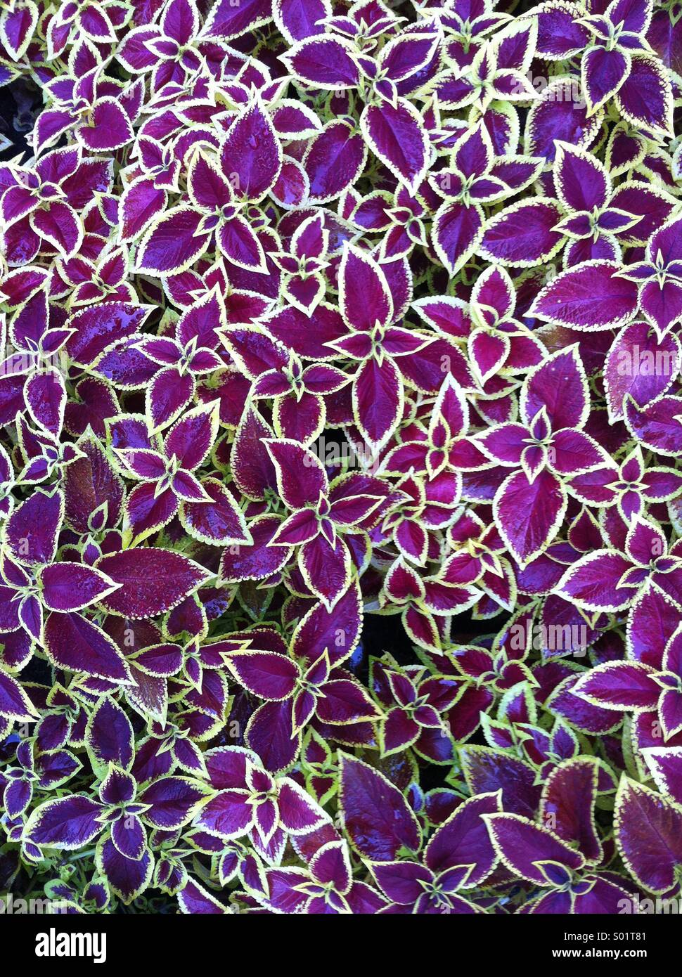 Coloridas flores en la cama de flor Foto de stock