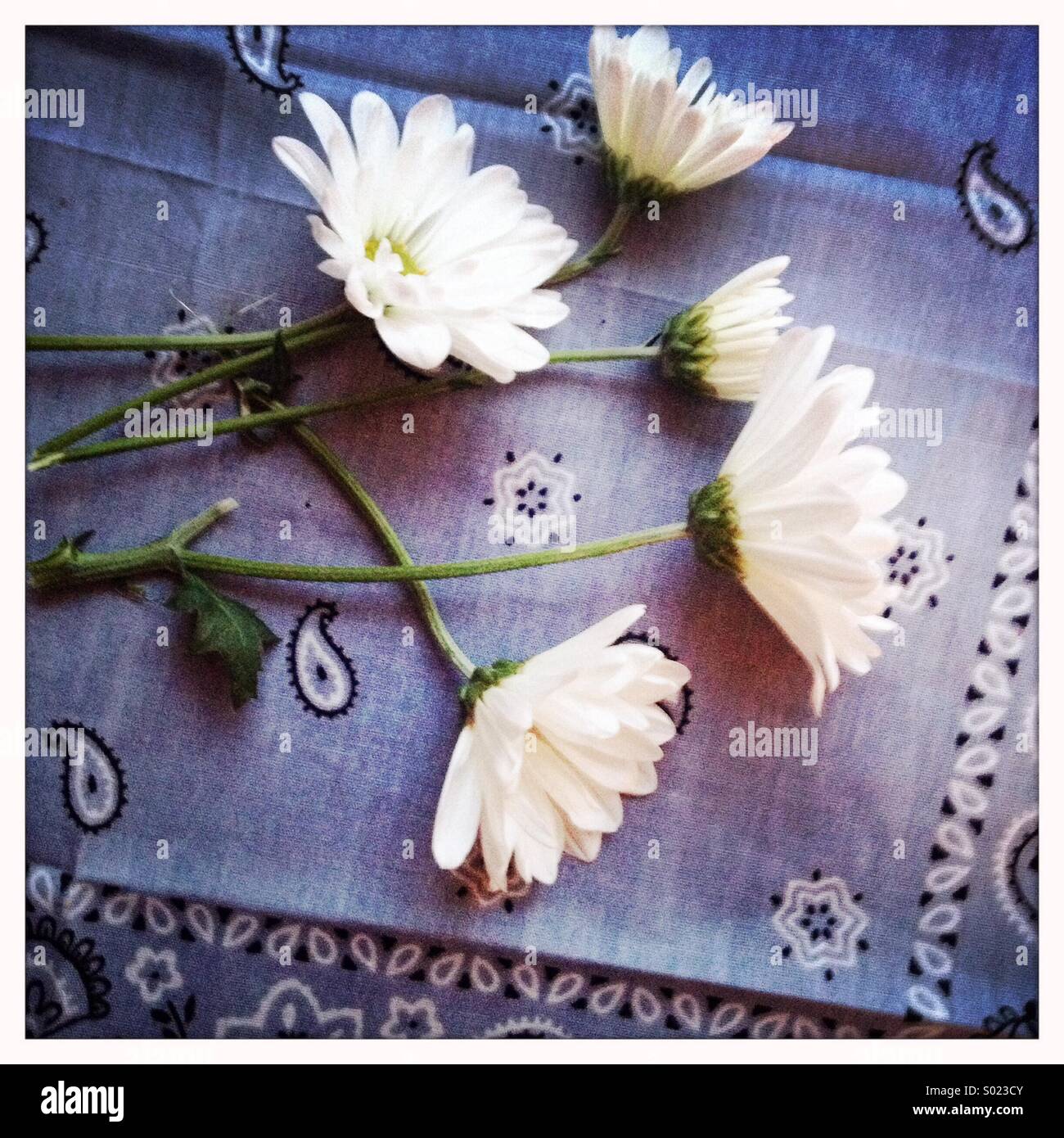 Flores en bandana azul Foto de stock