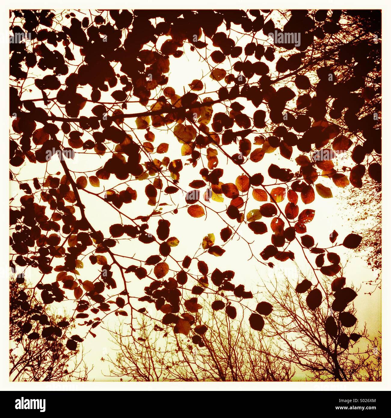 Hojas de otoño contra el cielo Foto de stock