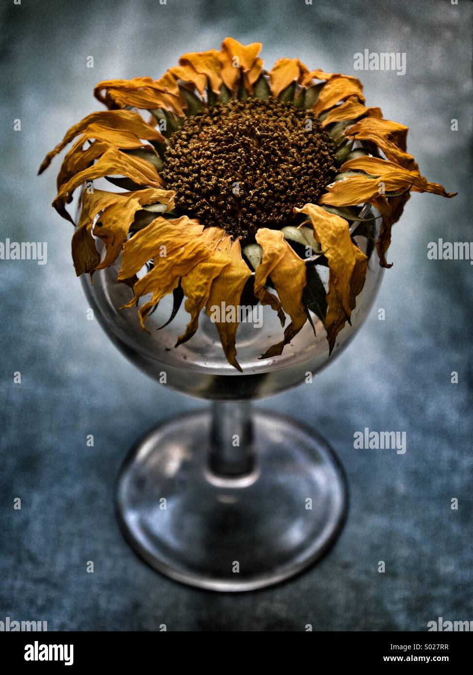 Reseco, sed girasol en un vaso de agua Fotografía de stock - Alamy