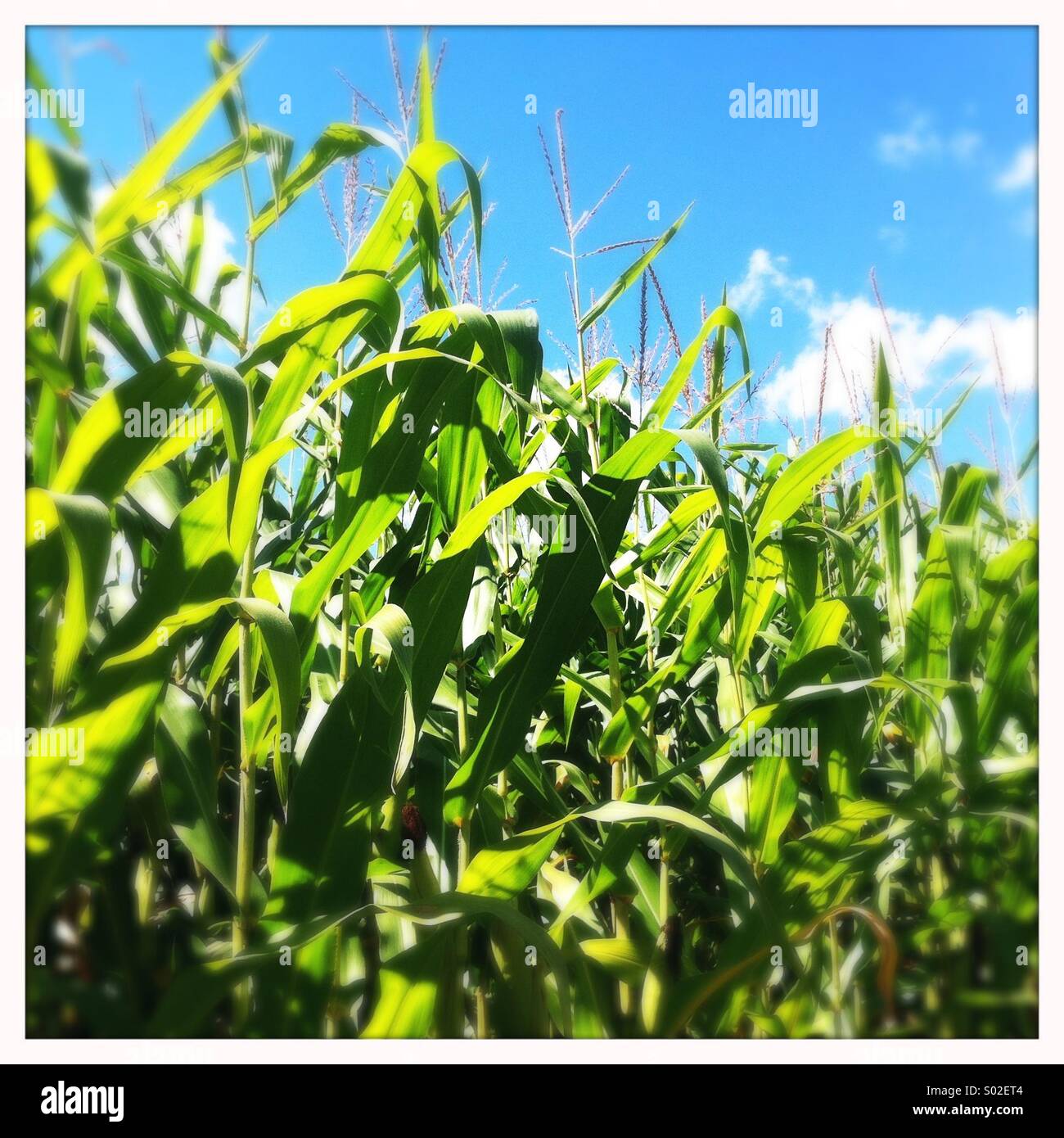 En el campo de maíz, Ontario, Canadá Foto de stock