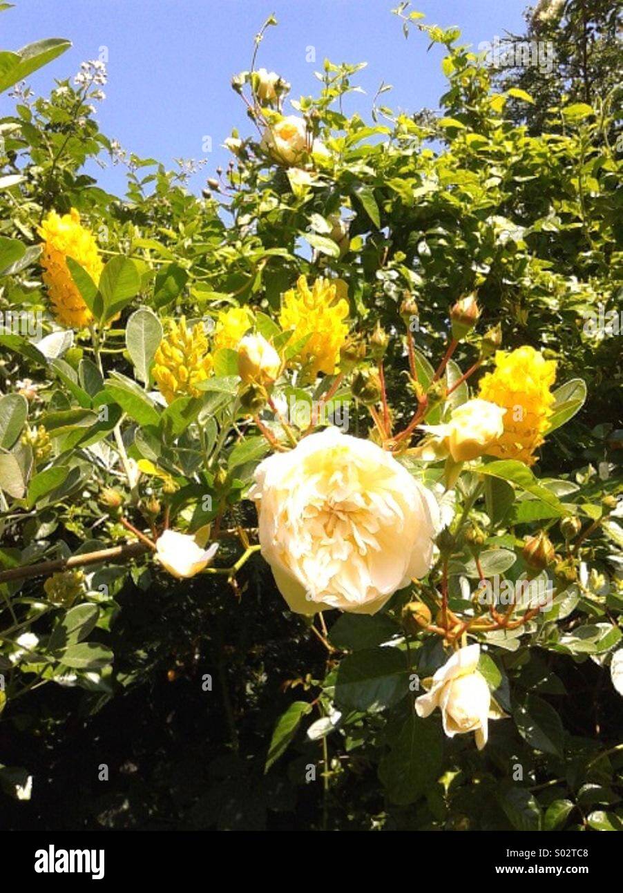 Árboles de verano y rosas con el cielo azul Foto de stock