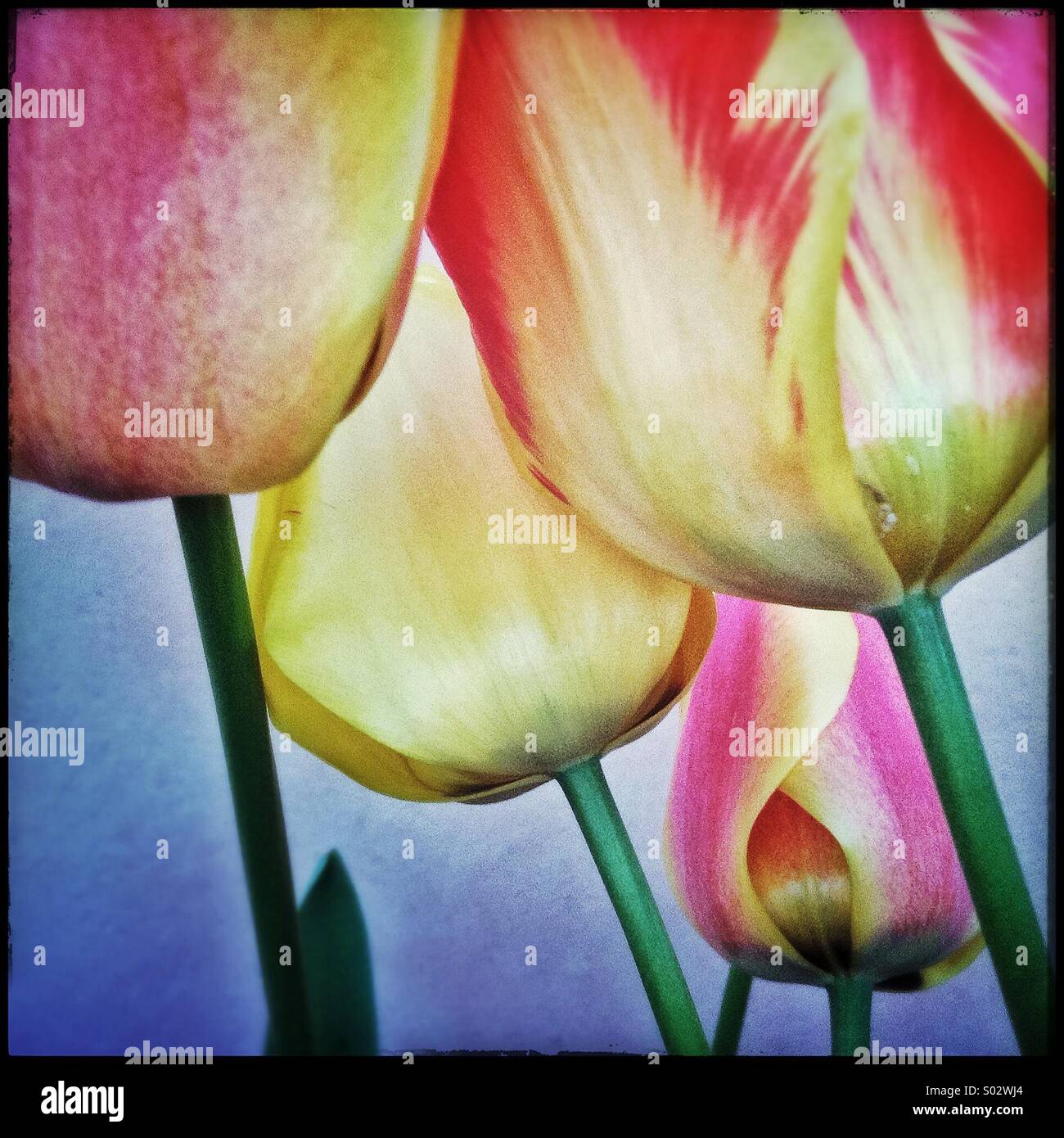 Coloridos tulipanes flor Foto de stock