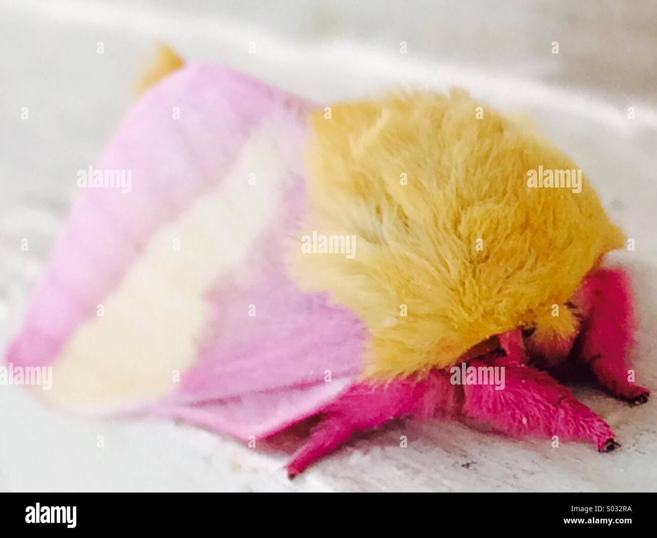 La increíblemente bella Rosy Maple Moth muestra creatividad artística de Dios. Foto de stock