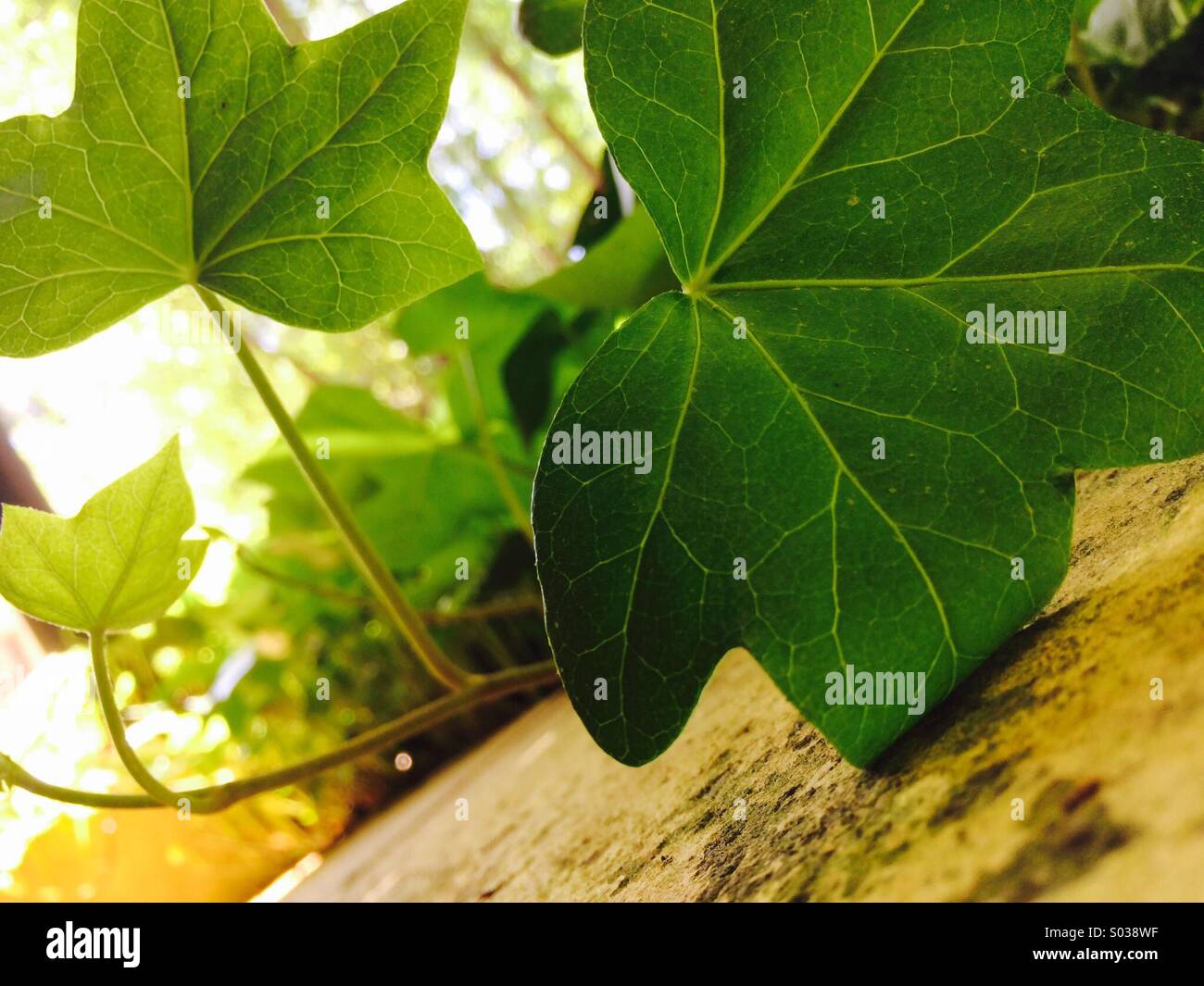 Close-up de hojas de hiedra y vid. Foto de stock