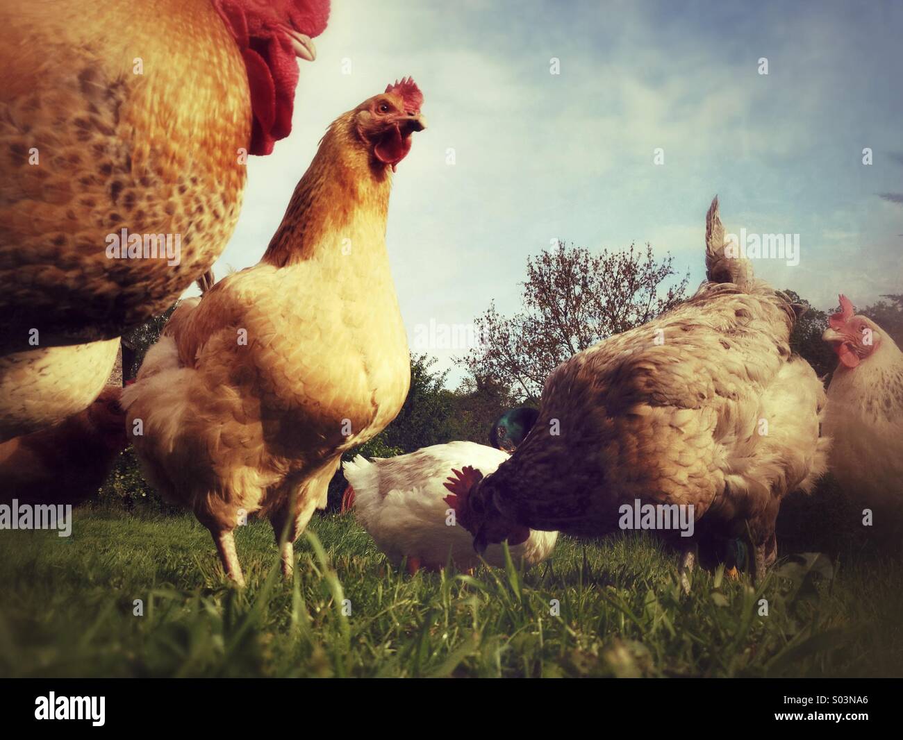 Pollos de granja de gama gratis Foto de stock