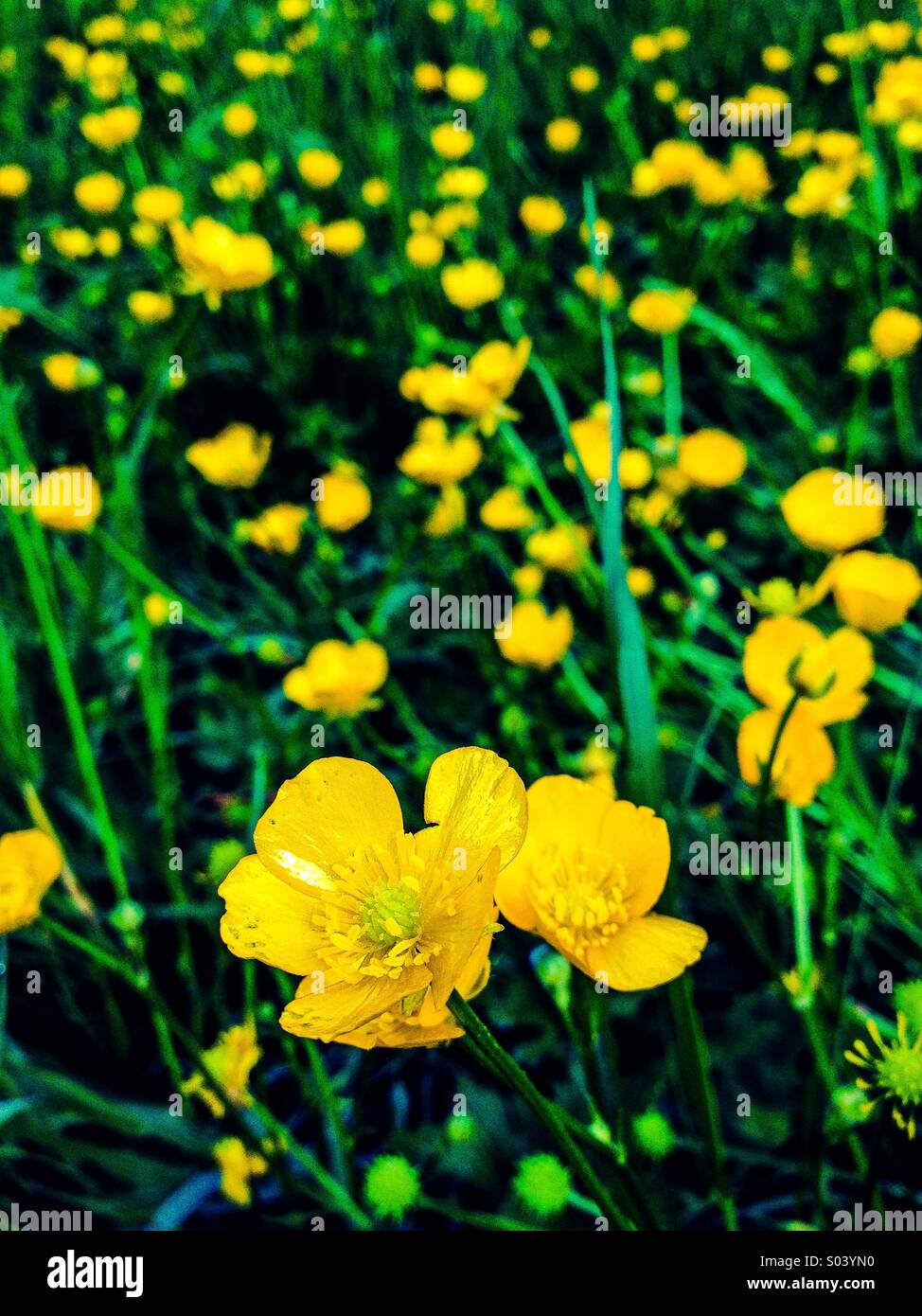 Ranúnculos en el pasto largo Foto de stock