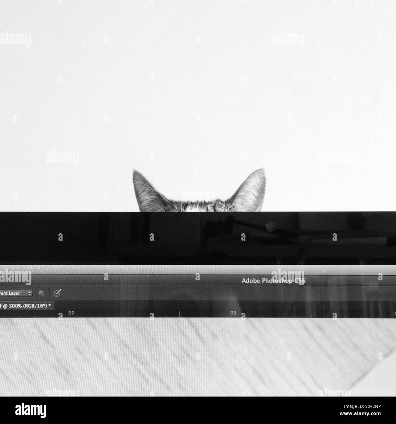 Pantalla de computadora y gato fotografías e imágenes de alta Pantalla de computadora y gato fotografías e imágenes de alta