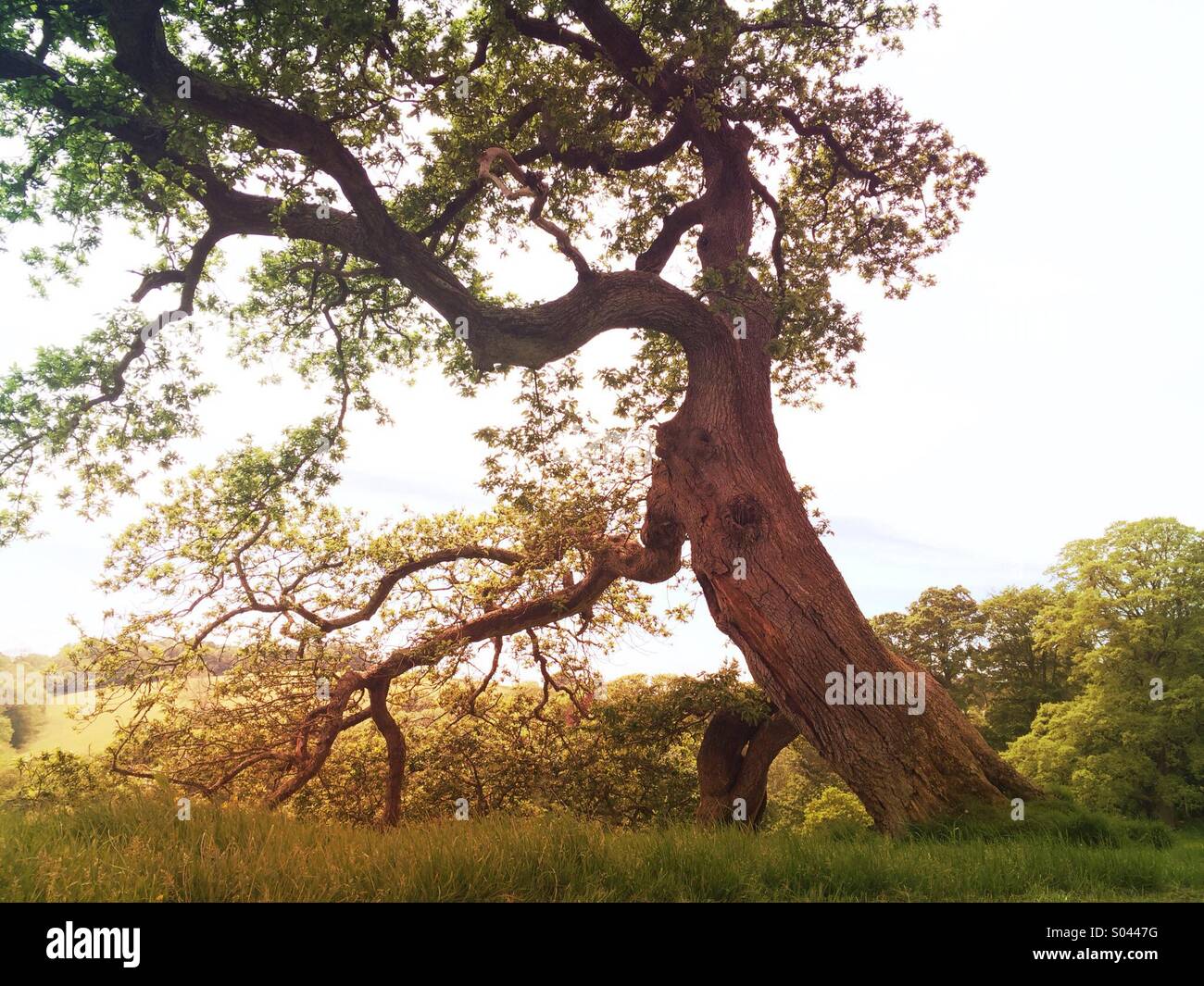 Árbol Viejo en la campiña inglesa con la luz del sol en el verano. Foto de stock