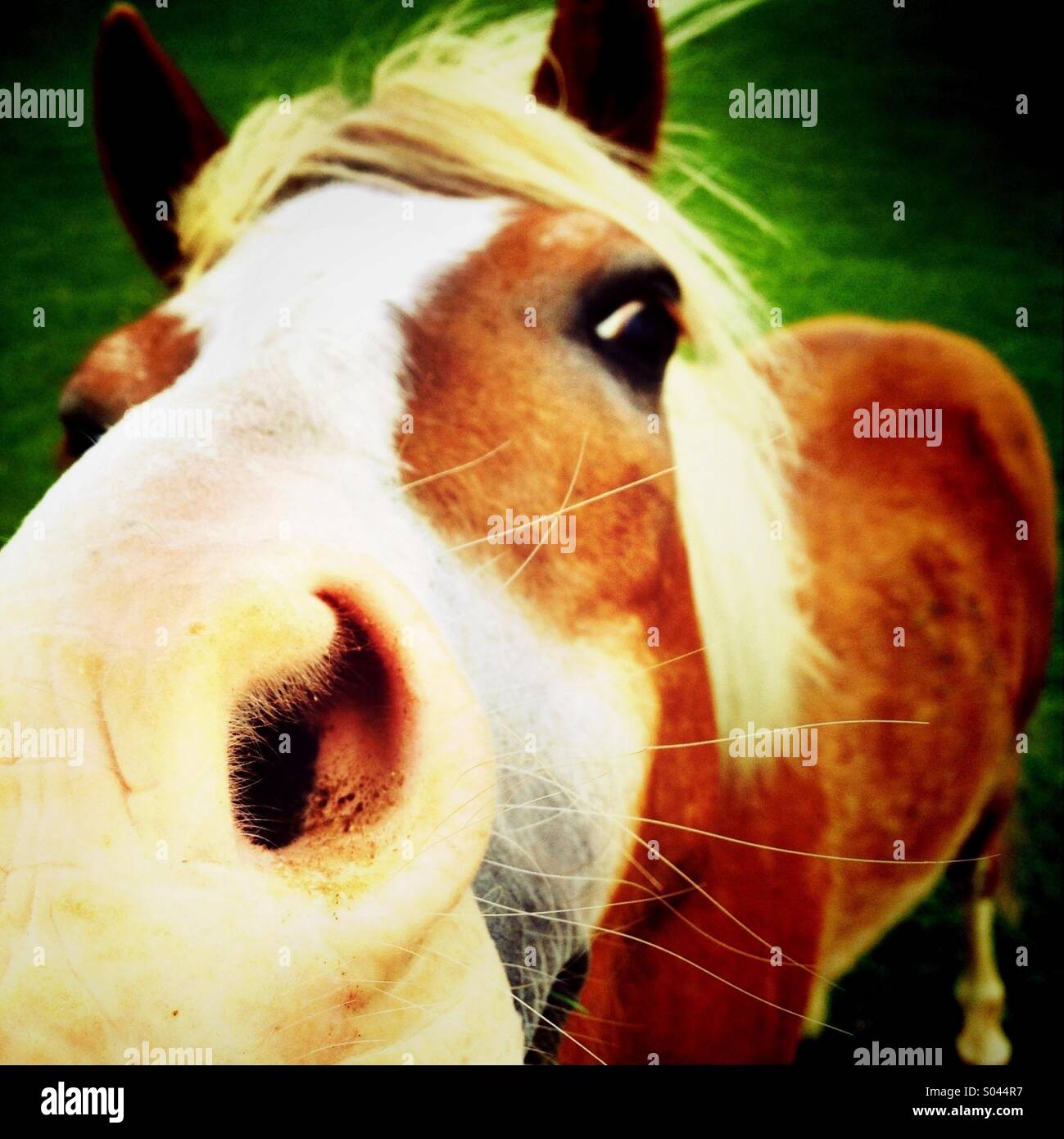 Cerca de las fosas nasales de caballos Foto de stock