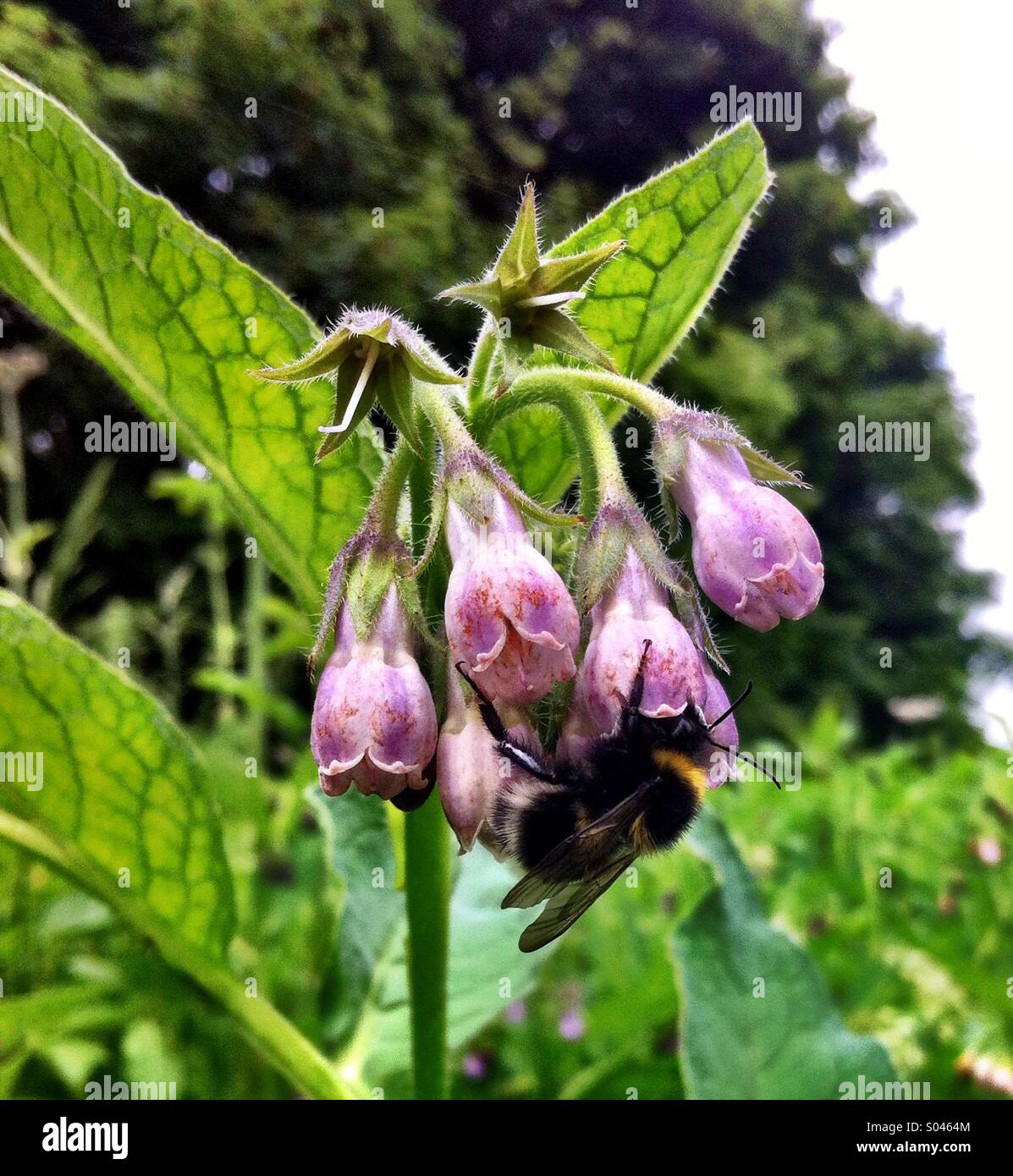 Busy Bee recogiendo polen Foto de stock