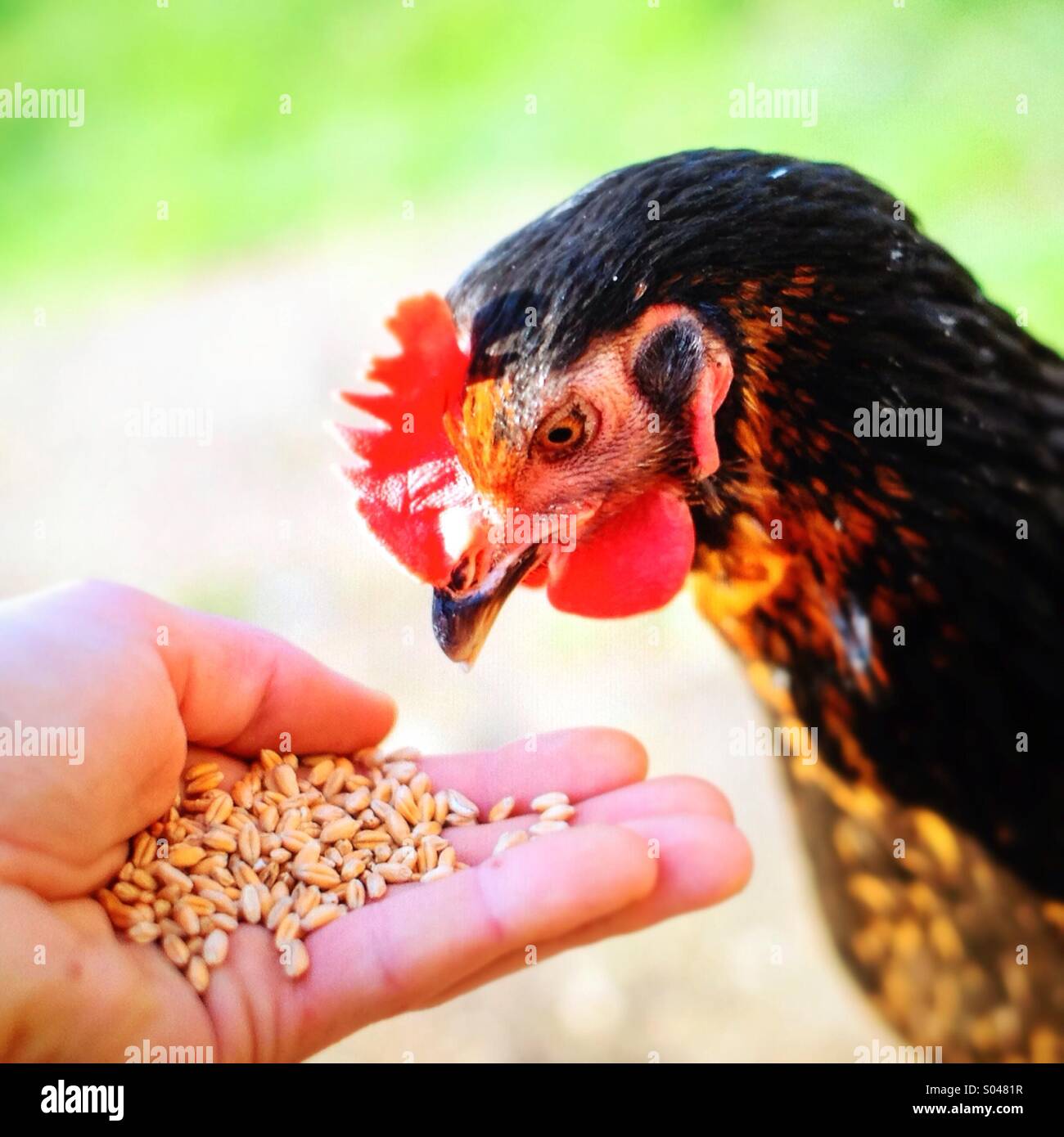 Pollo de grano fotografías e imágenes de alta resolución Alamy