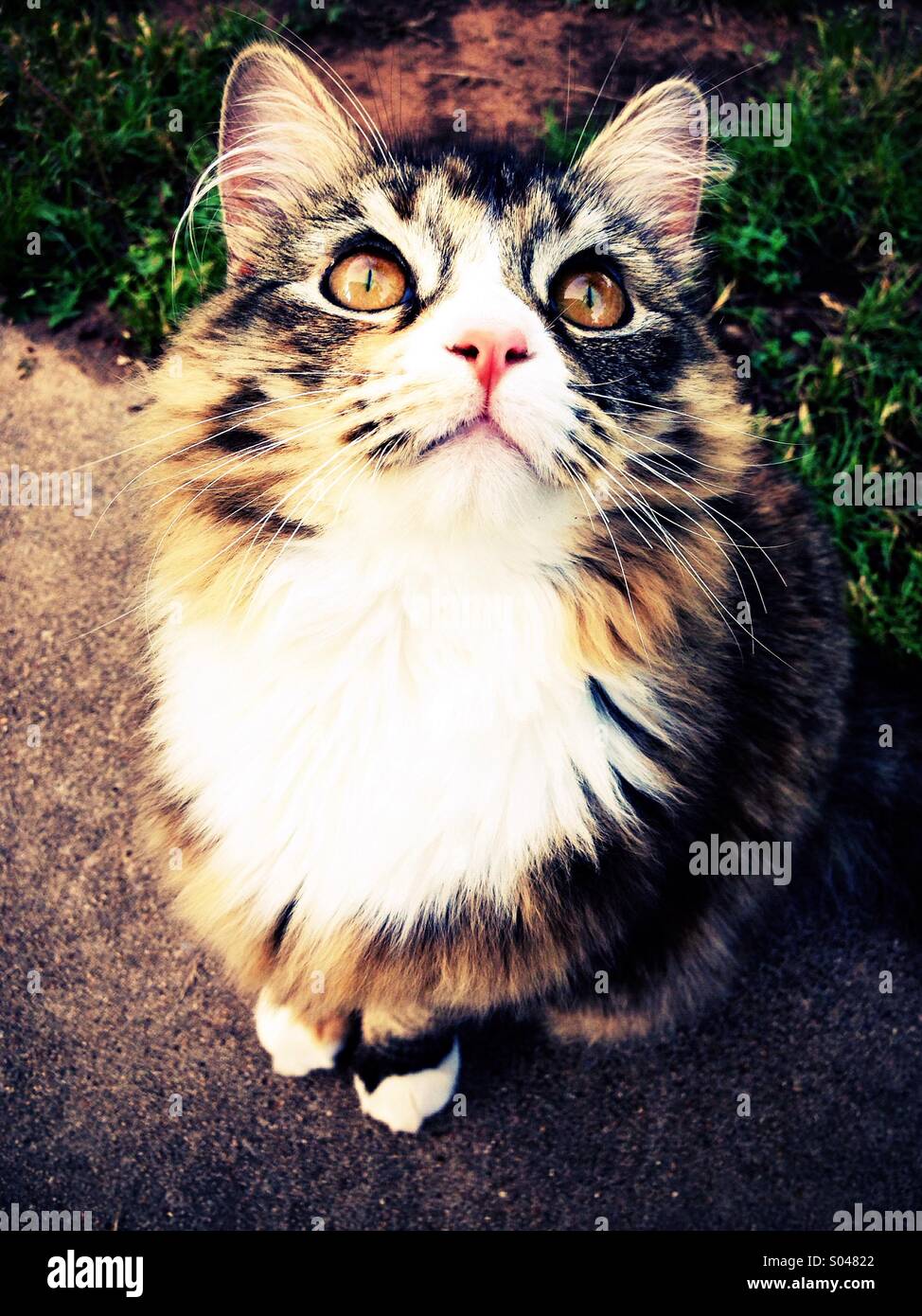 Gatito gato perla Fotografía de stock - Alamy