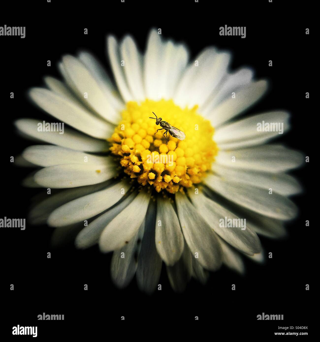 Volar en inglés flor de margarita Fotografía de stock Alamy