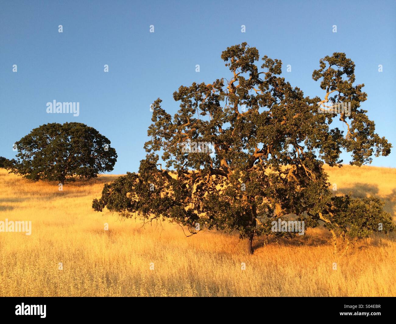 Robles al atardecer, Mt. Diablo State Park, California Foto de stock