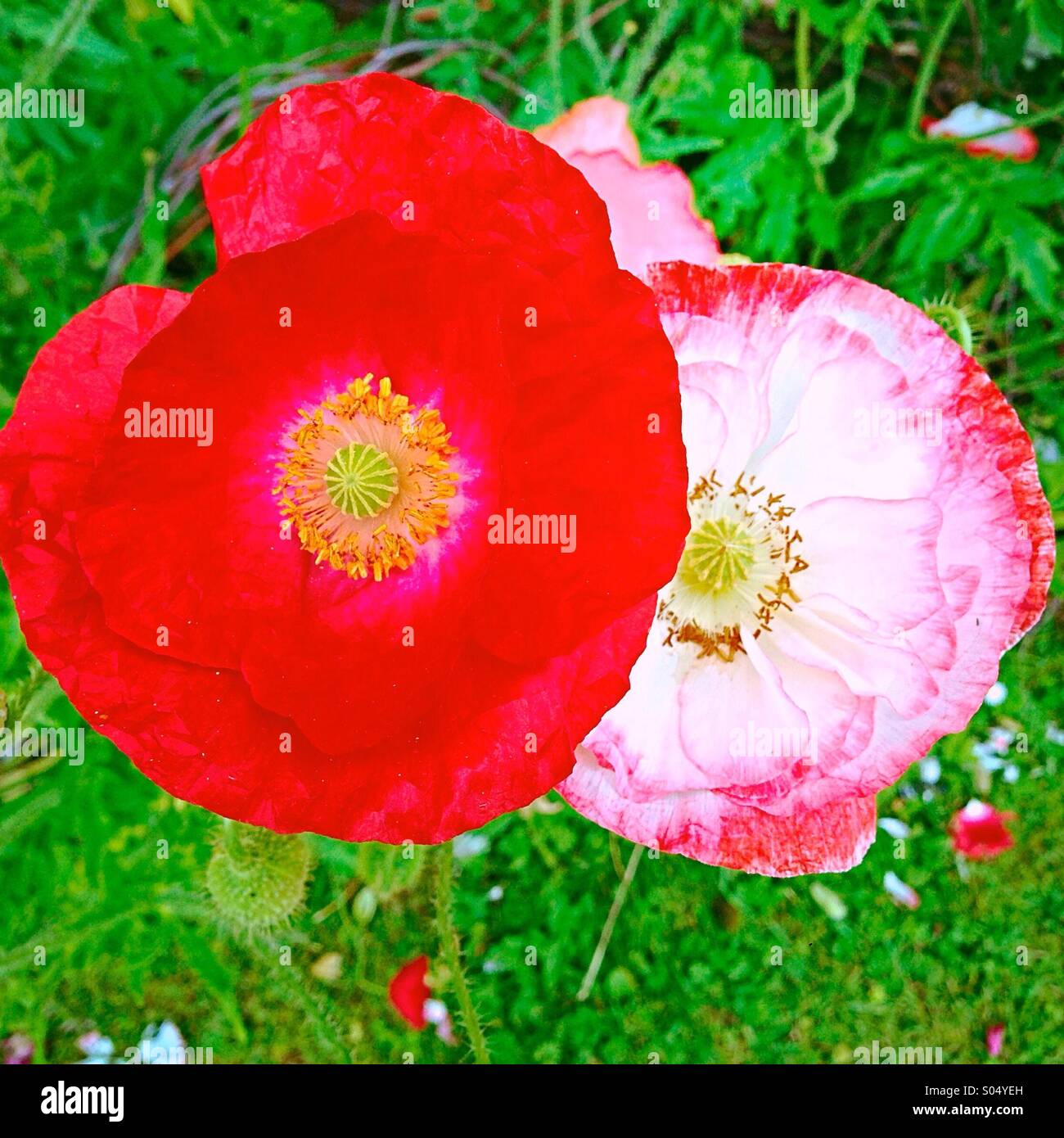 Un par de amapolas Foto de stock
