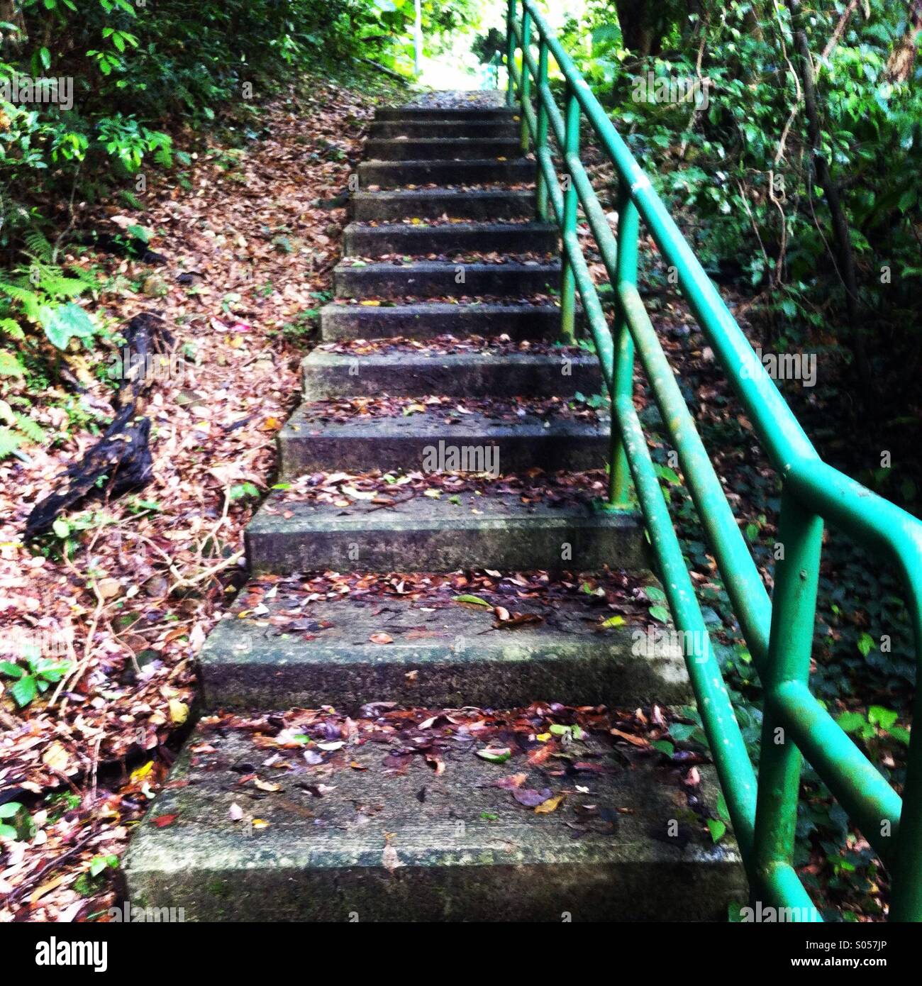Es una foto de escaleras para subir en un parque o un bosque en Hong kong Foto de stock