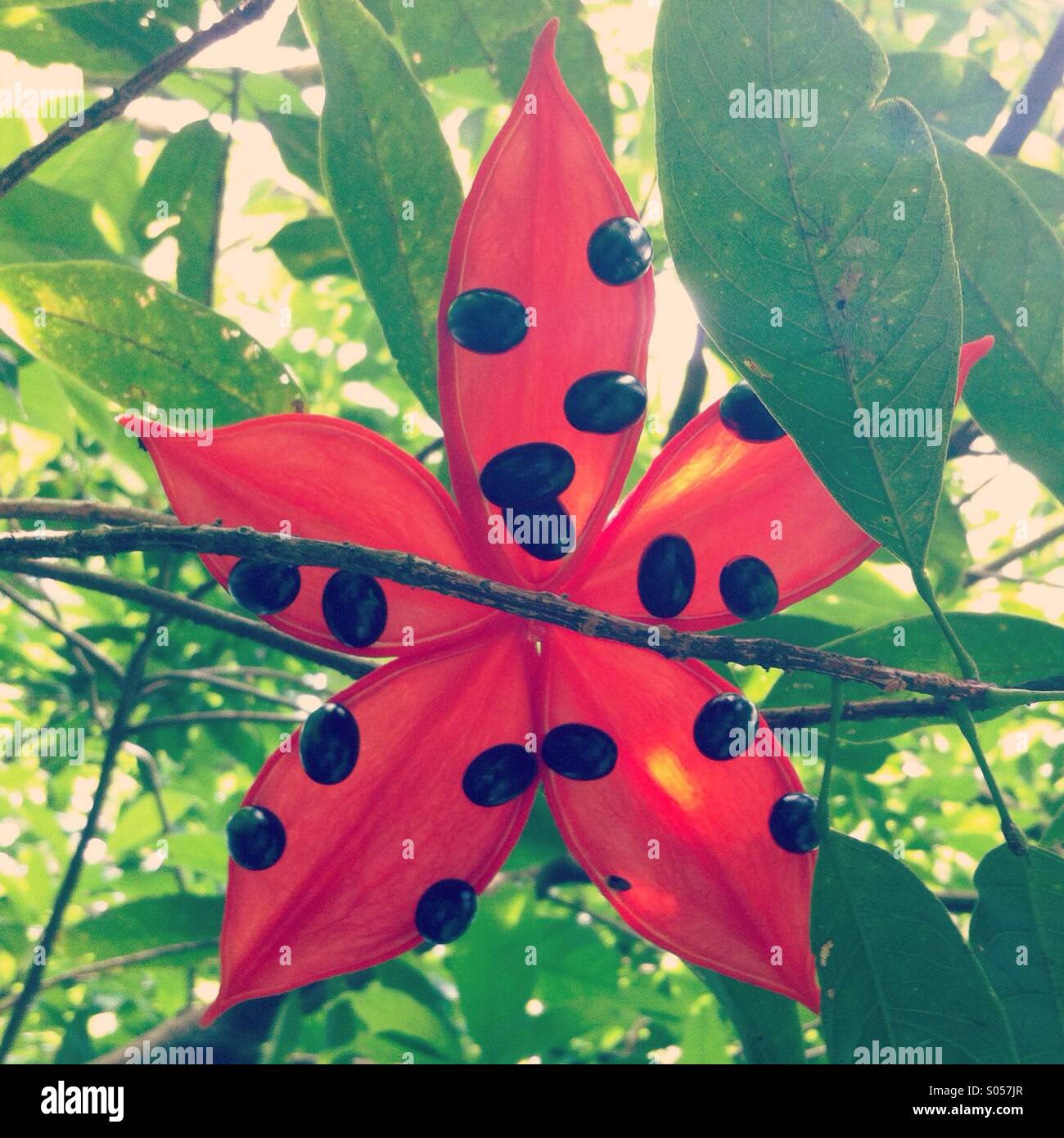 Flor estrella roja fotografías e imágenes de alta resolución - Alamy