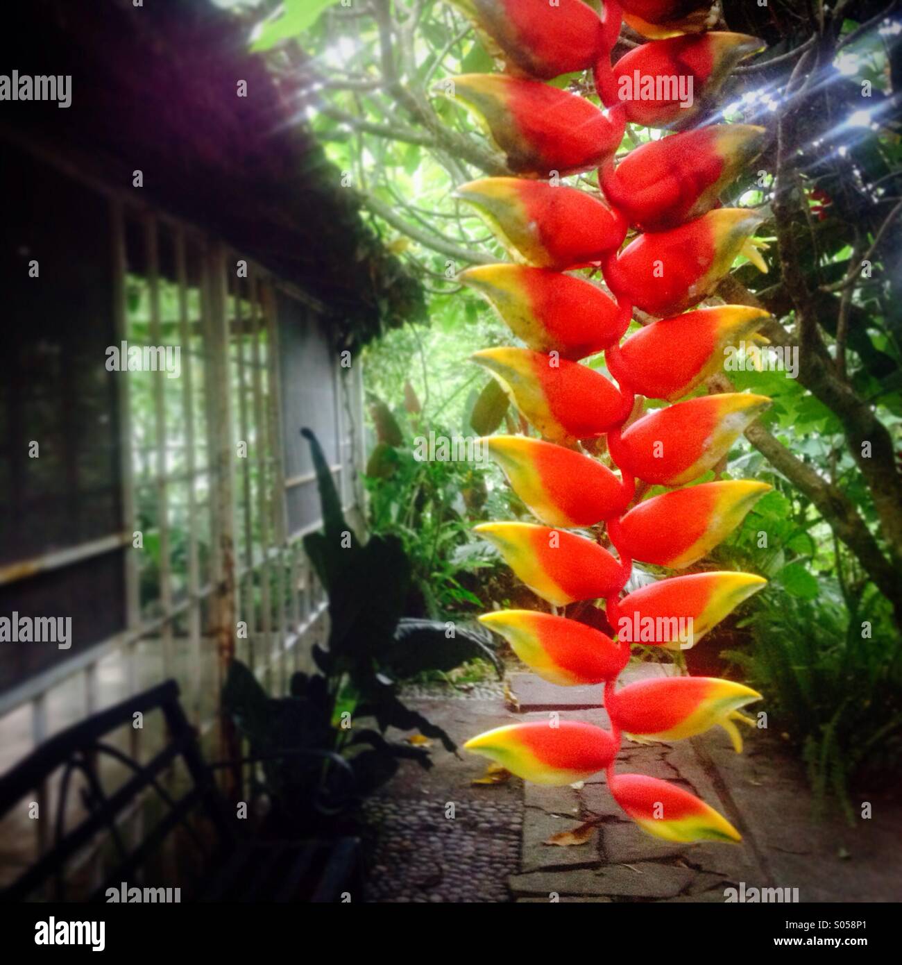 Un ave del paraíso o grúa flor decora Posada James hotel en Xilitla, San Luis Potosí, México Fotografía de stock - Alamy Un ave del paraíso o grúa flor decora Posada James hotel en Xilitla, San Luis Potosí, México Fotografía de stock - Alamy