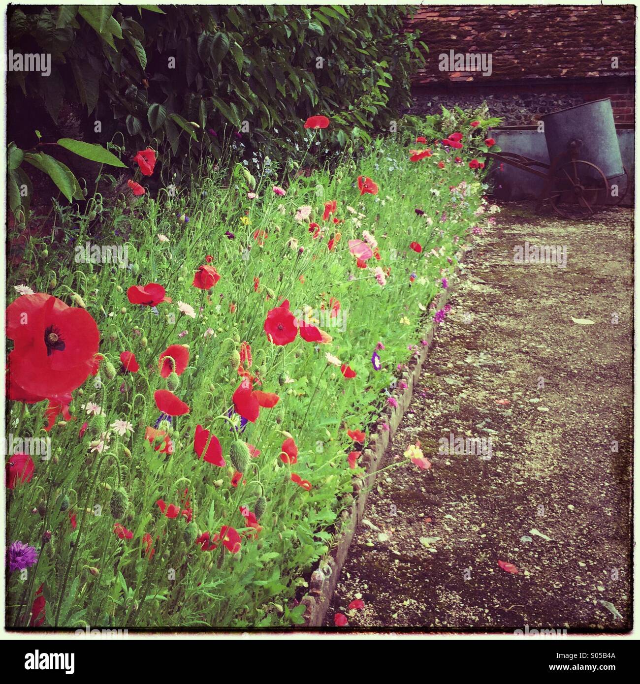 Cama de amapolas y flores silvestres en un país jardín Foto de stock