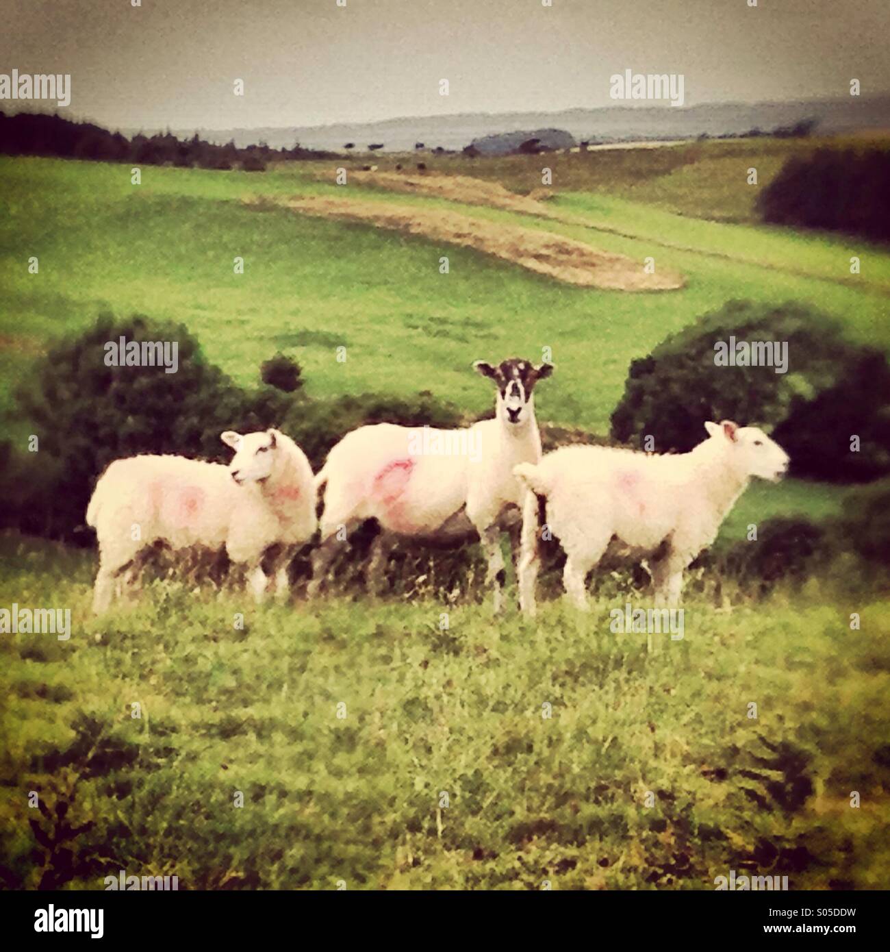 Tres ovejas en un campo uno mirando a la izquierda, uno mirando a la cámara y uno mirando a la derecha. Foto de stock
