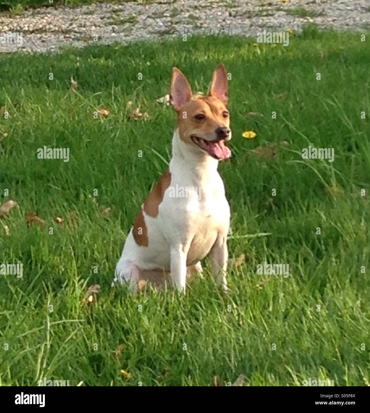 Cuanto Cuestan Los Rat Terrier