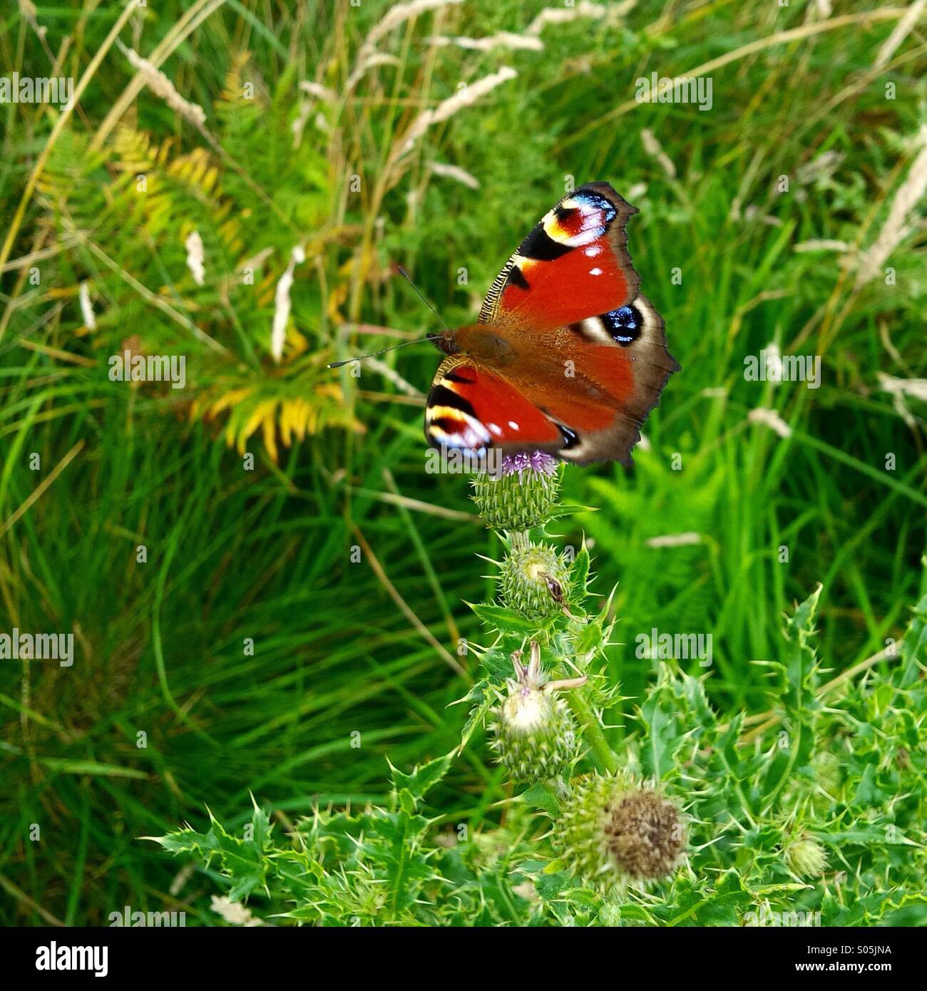 Hermosa mariposa en cardo escocés a lo largo del camino Los Peninos en la frontera escocesa. Foto de stock