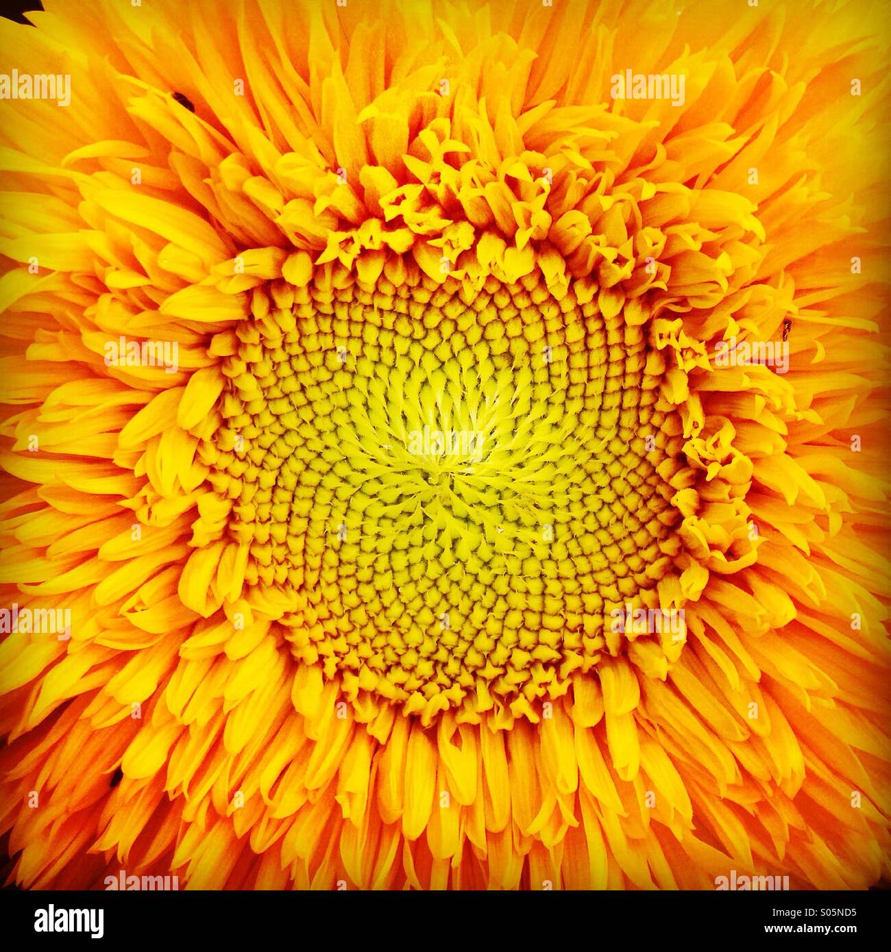 Girasol naranja cerrar mostrando amarillo vibrante cabezas de semillas Foto de stock
