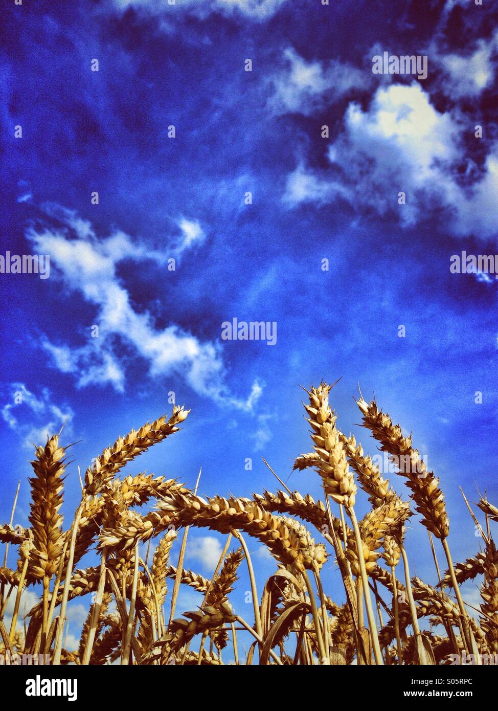 Cerca de trigo madura contra un cielo azul Foto de stock