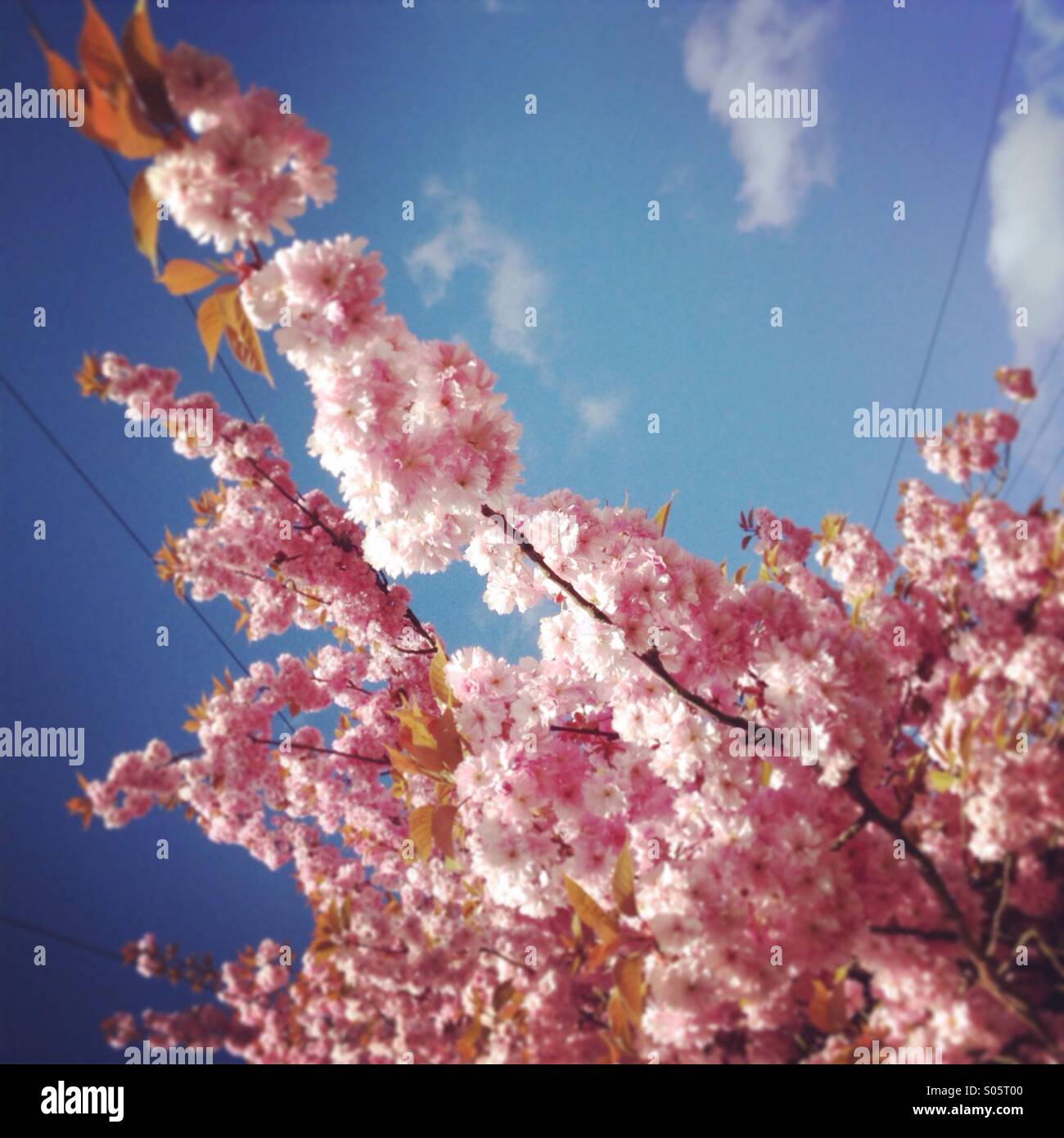 Los cerezos en flor en primavera Foto de stock