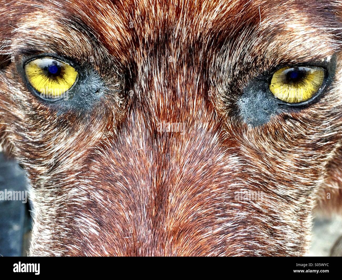Lobo de madera cerca de los ojos y de la cara. Foto de stock