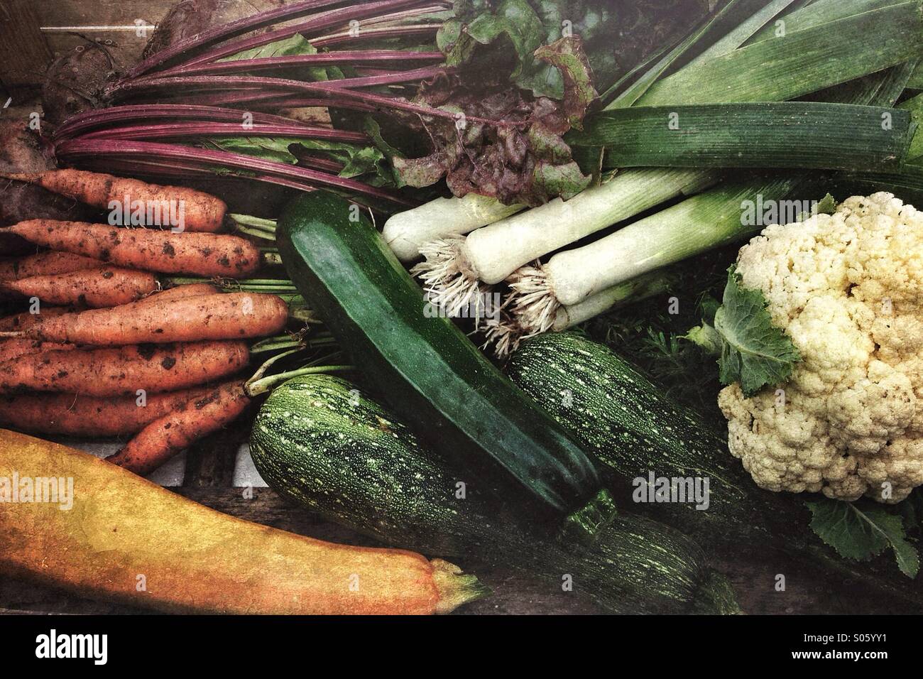 Recogidos frescos vegetales orgánicos desde el jardín de una casa Foto de stock