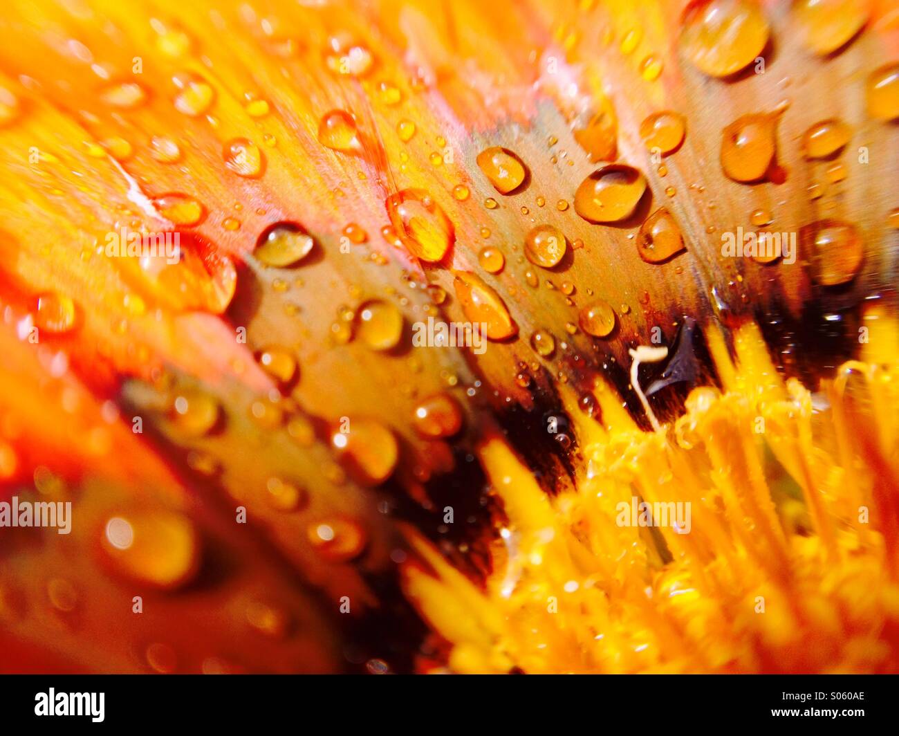 Gotas de agua sobre un gazania cabeza floral Foto de stock