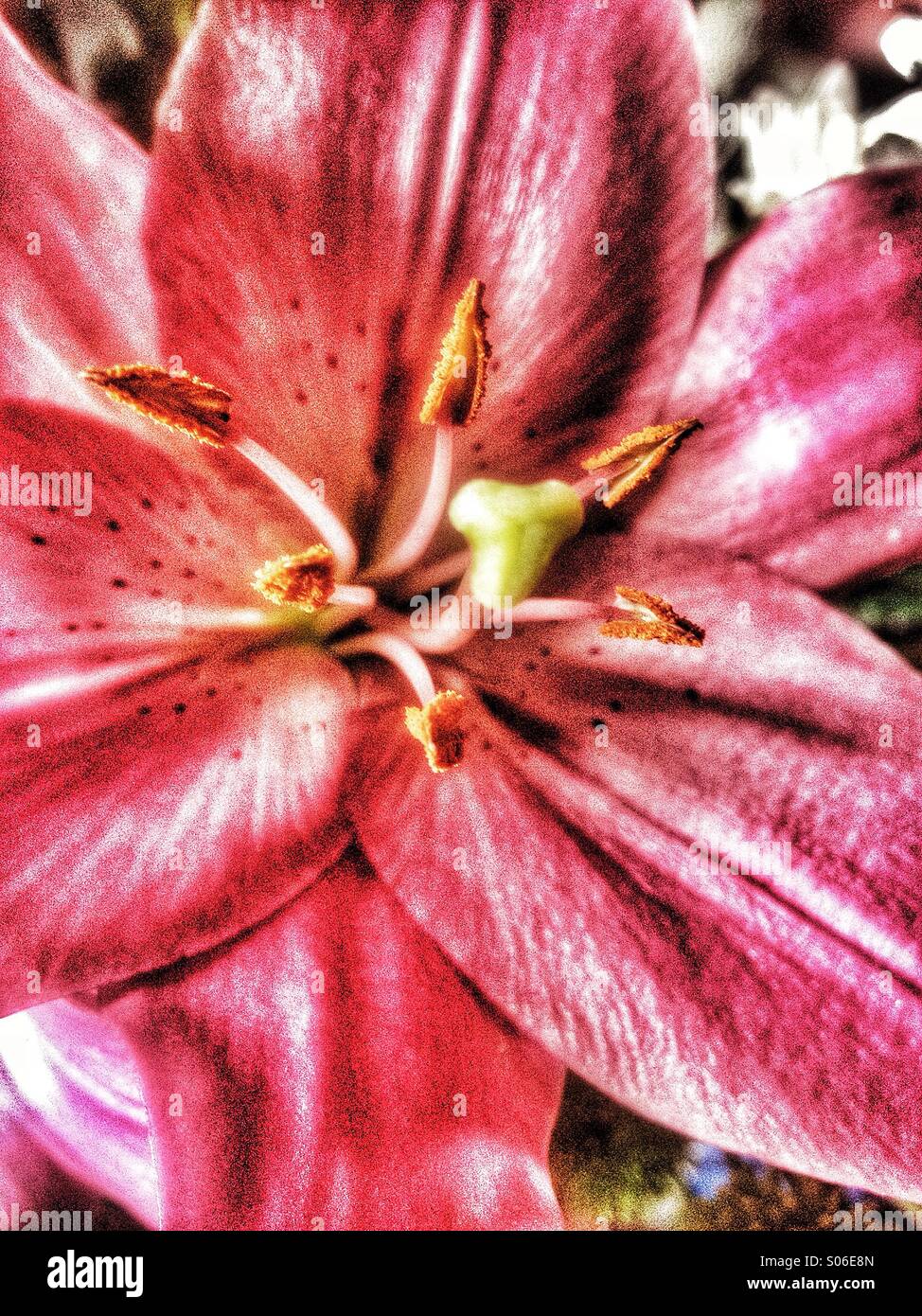 Pistilo y estambre fotografías e imágenes de alta resolución - Alamy