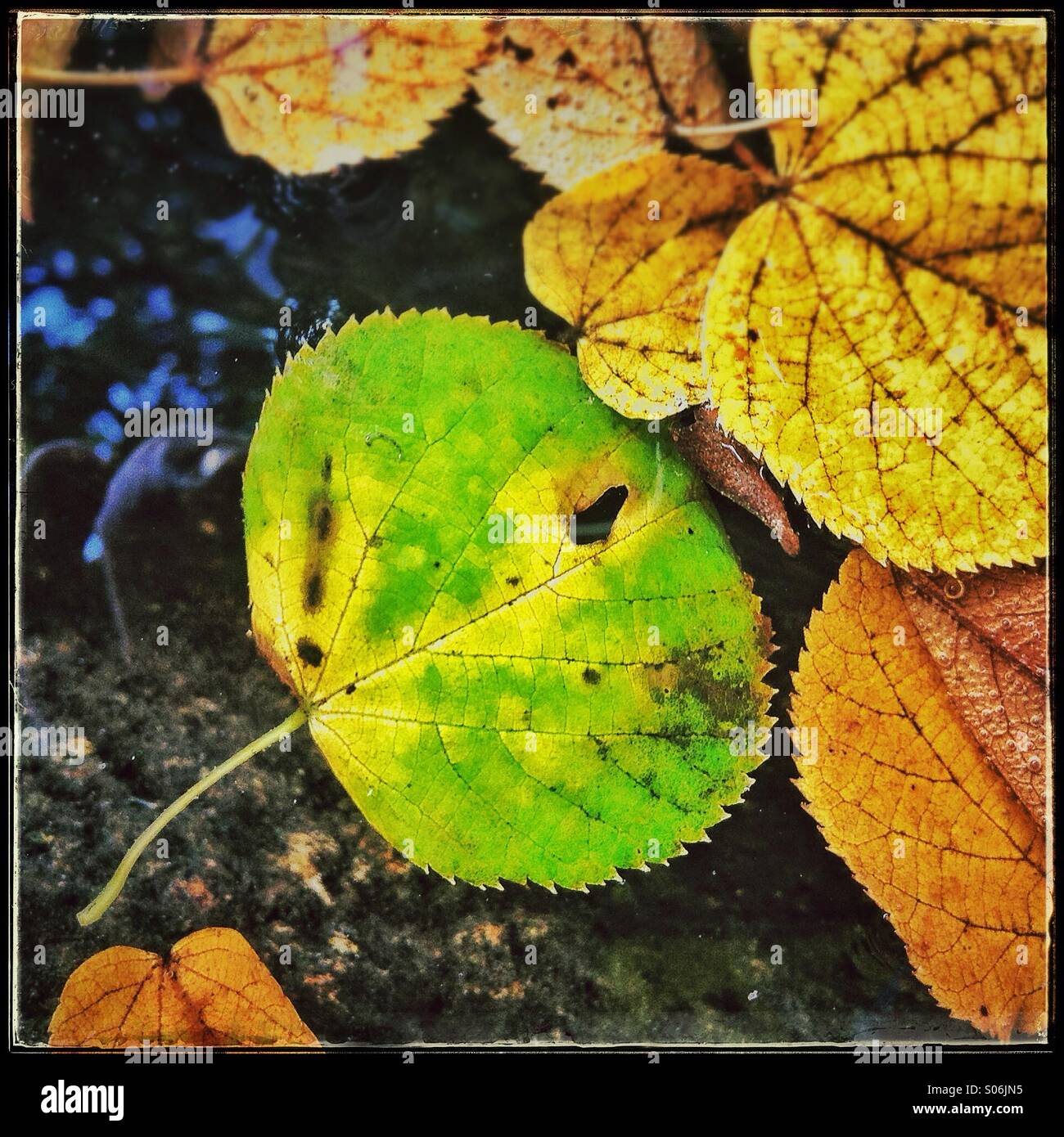 Coloridas hojas en otoño Foto de stock