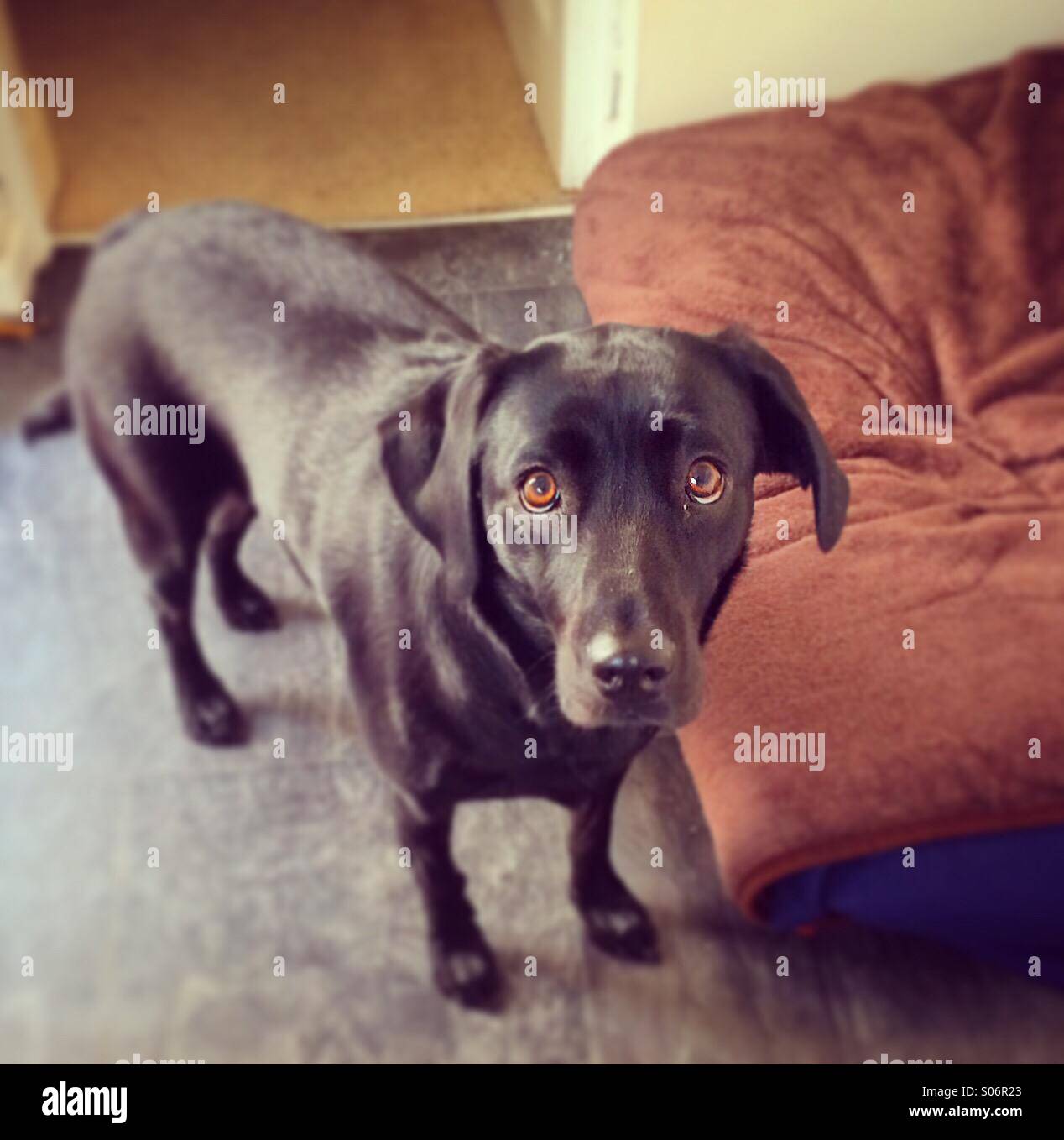Lindo Perro Labrador Negro Con Grandes Ojos Marrones Foto Imagen