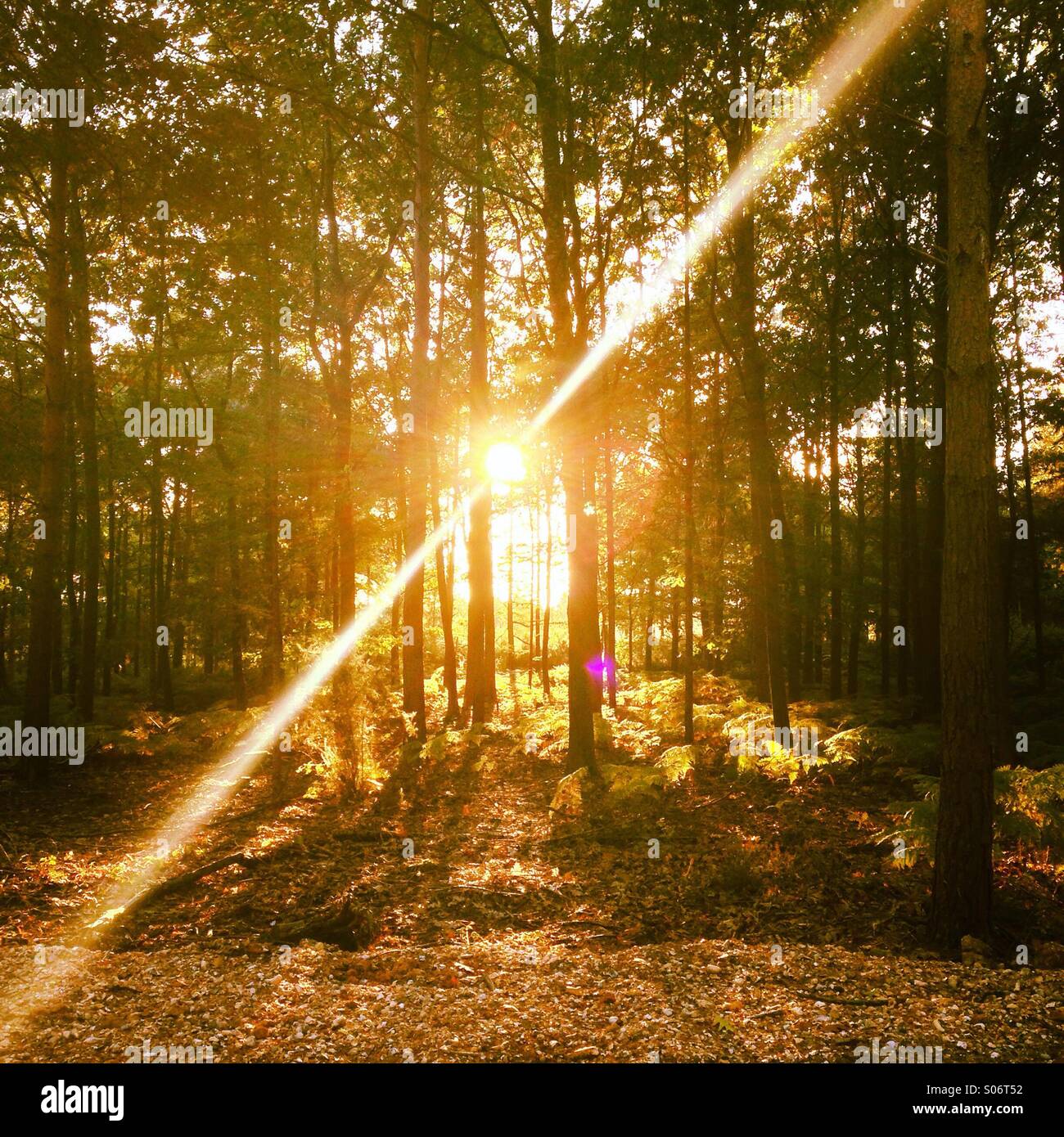 La luz del sol a través de los árboles Fotografía de stock Alamy