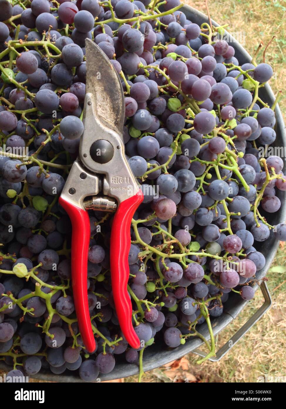 Cosecha de Otoño de uvas Concord. Foto de stock