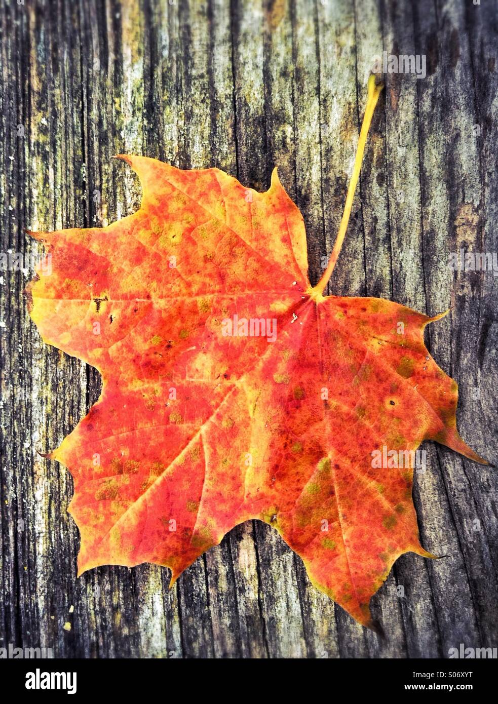 Hojas rojas en otoño Foto de stock