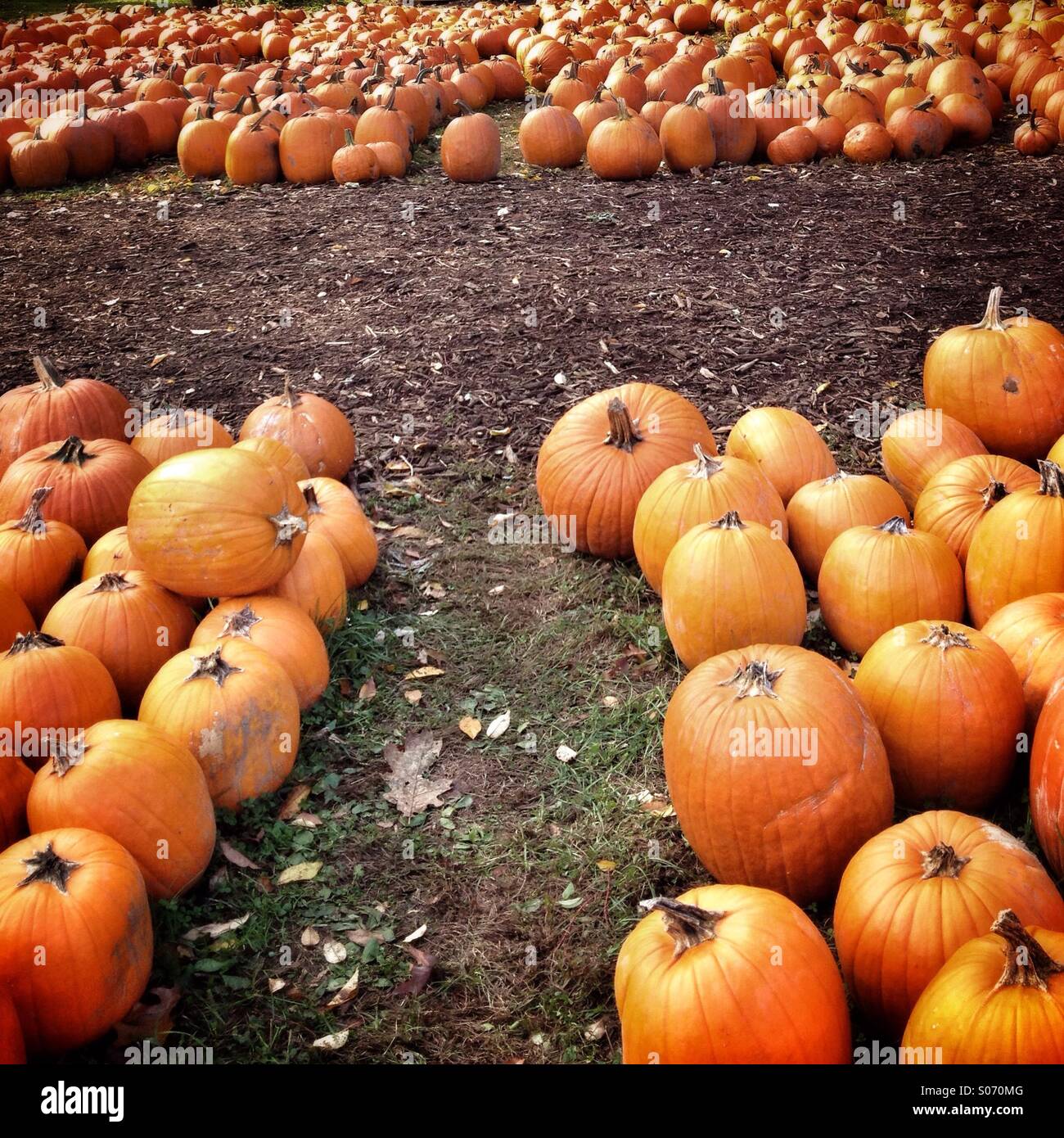 Calabazas No Tradicionales Fotos e Imágenes de stock Alamy